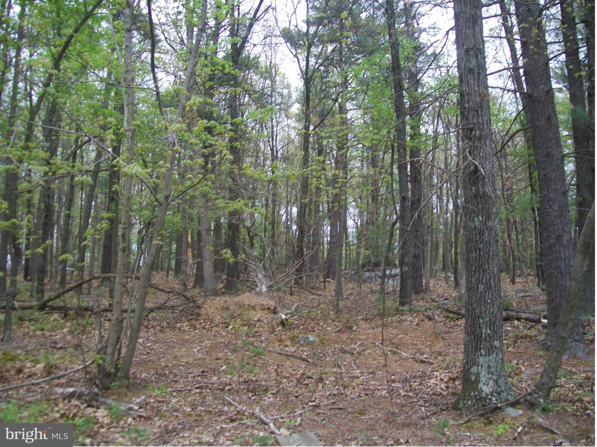 SITUATED ON A MOUNTAIN TOP WITH PLEASANT VIEWS OF MOUNTAINS AND VALLEY. MAINLY WOODED PARCEL OFFERING PRIVACY, BORDERS LARGE 256 ACRE PARCEL. BUILD, HUNT, CAMP, ENJOY WILD, WONDERFUL, WEST VIRGINIA