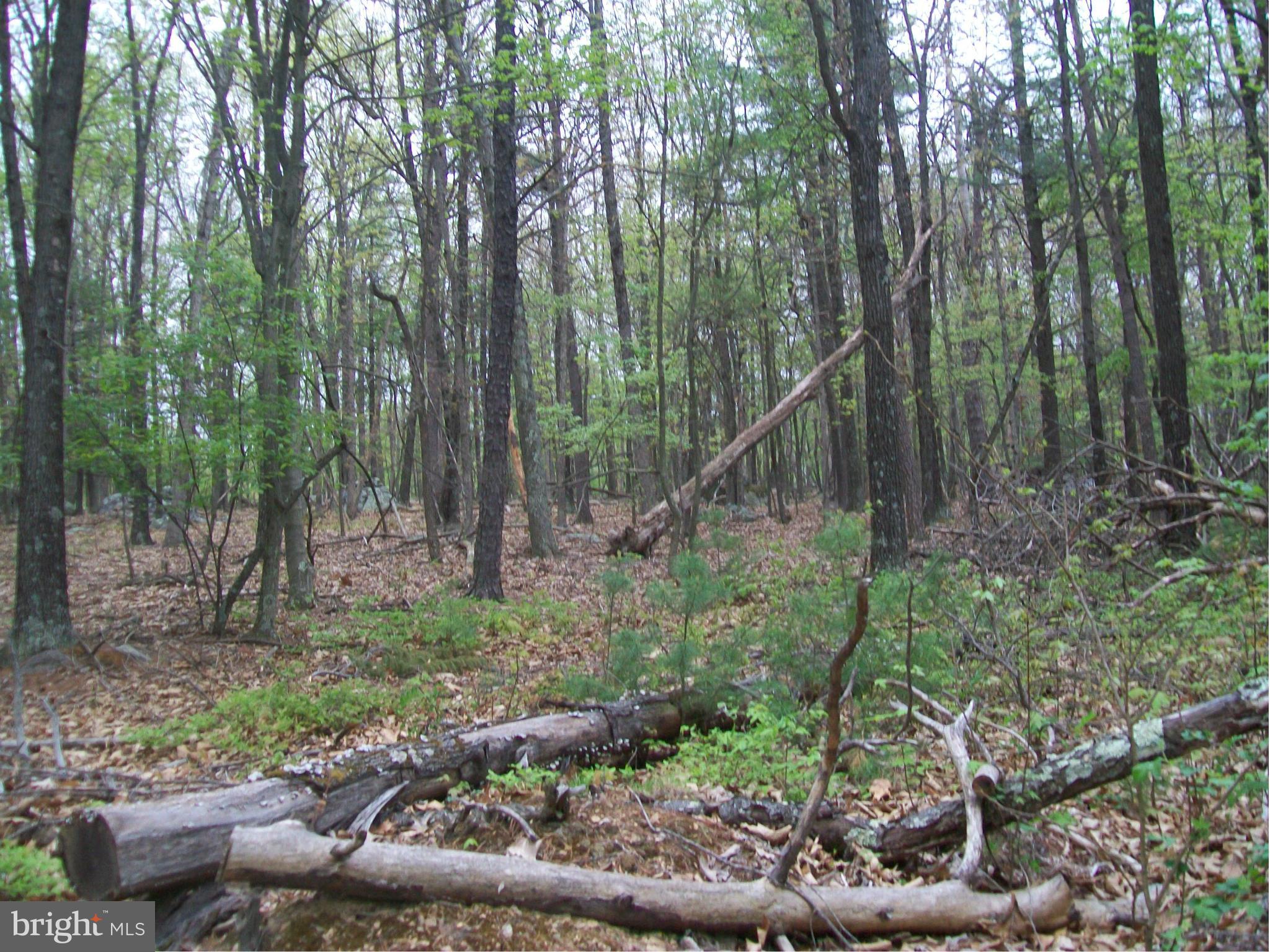 BUFFALO RIDGE RANCHETTES - Land