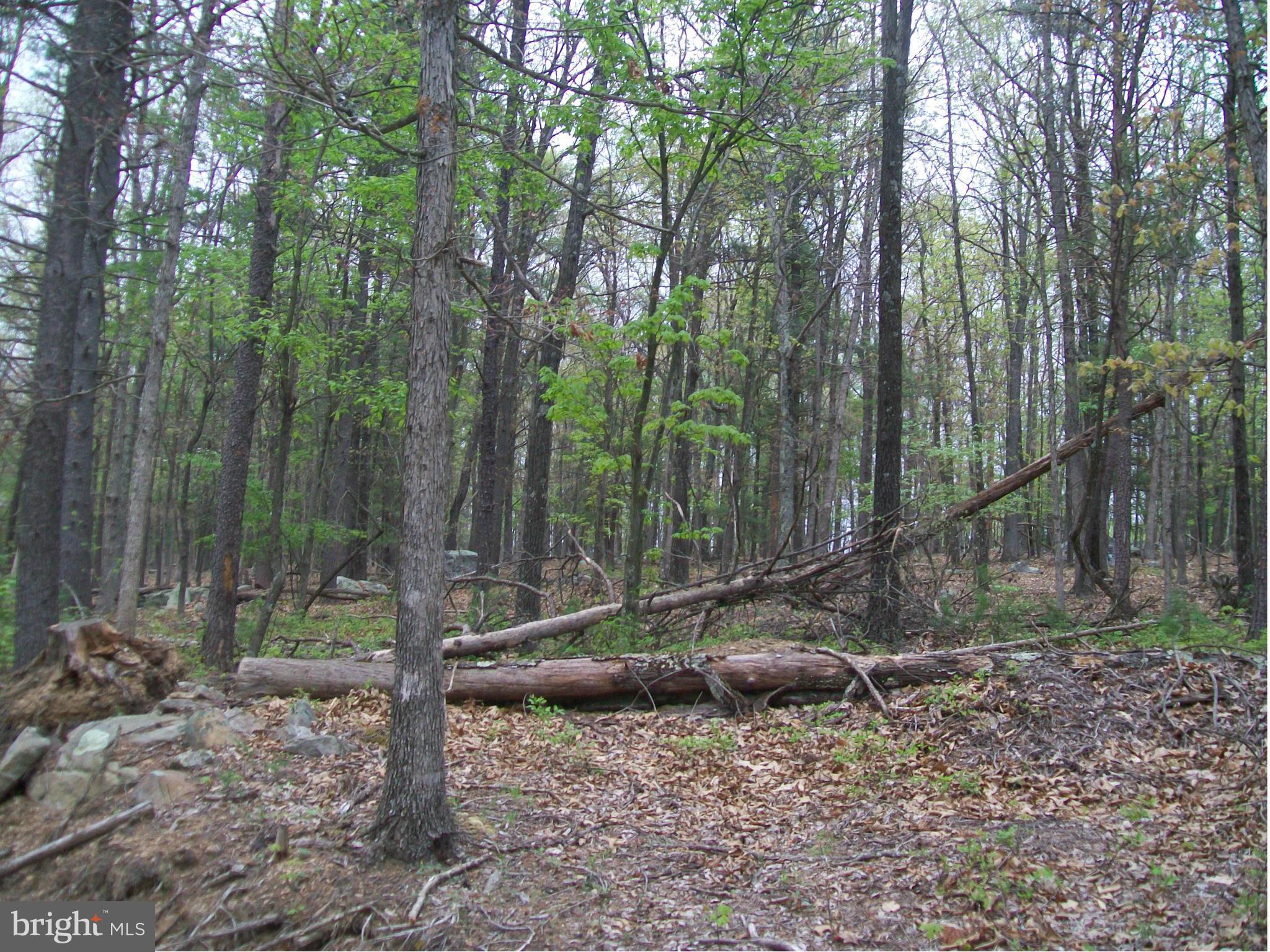 BUFFALO RIDGE RANCHETTES - Land