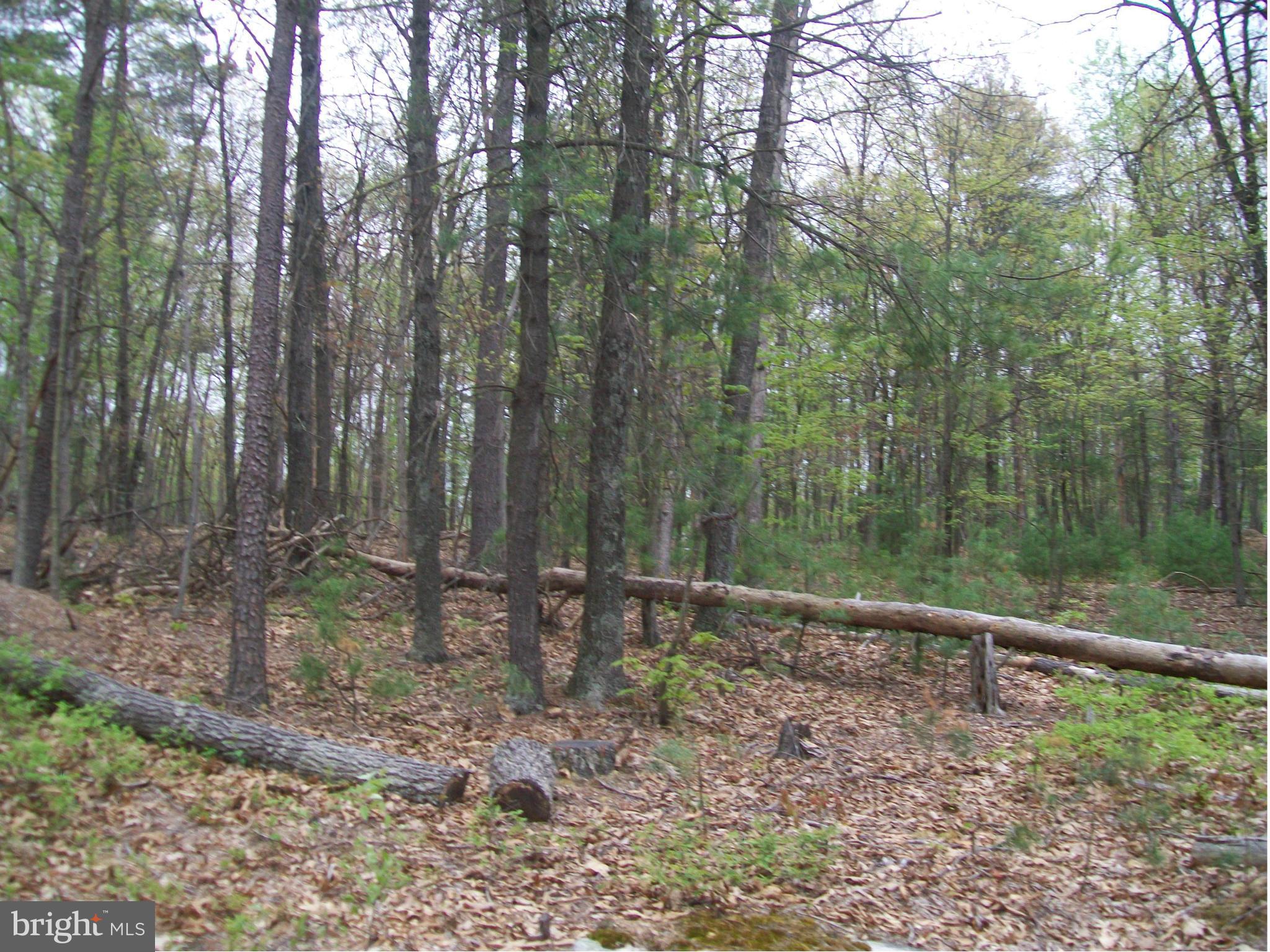 BUFFALO RIDGE RANCHETTES - Land