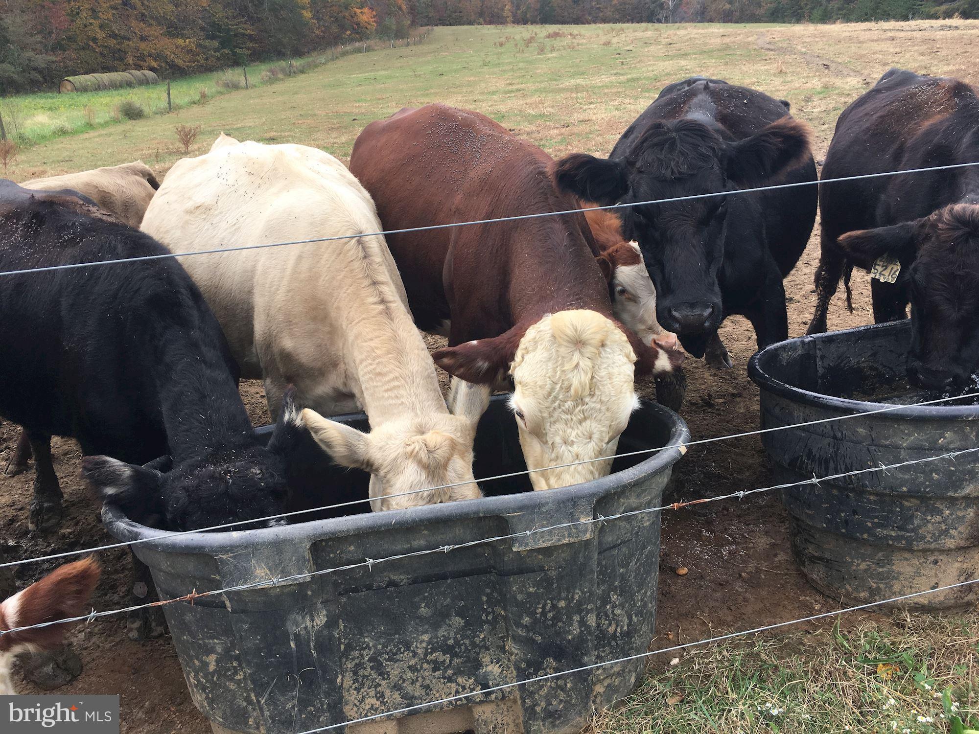 NONE AVAILABLE - Farm