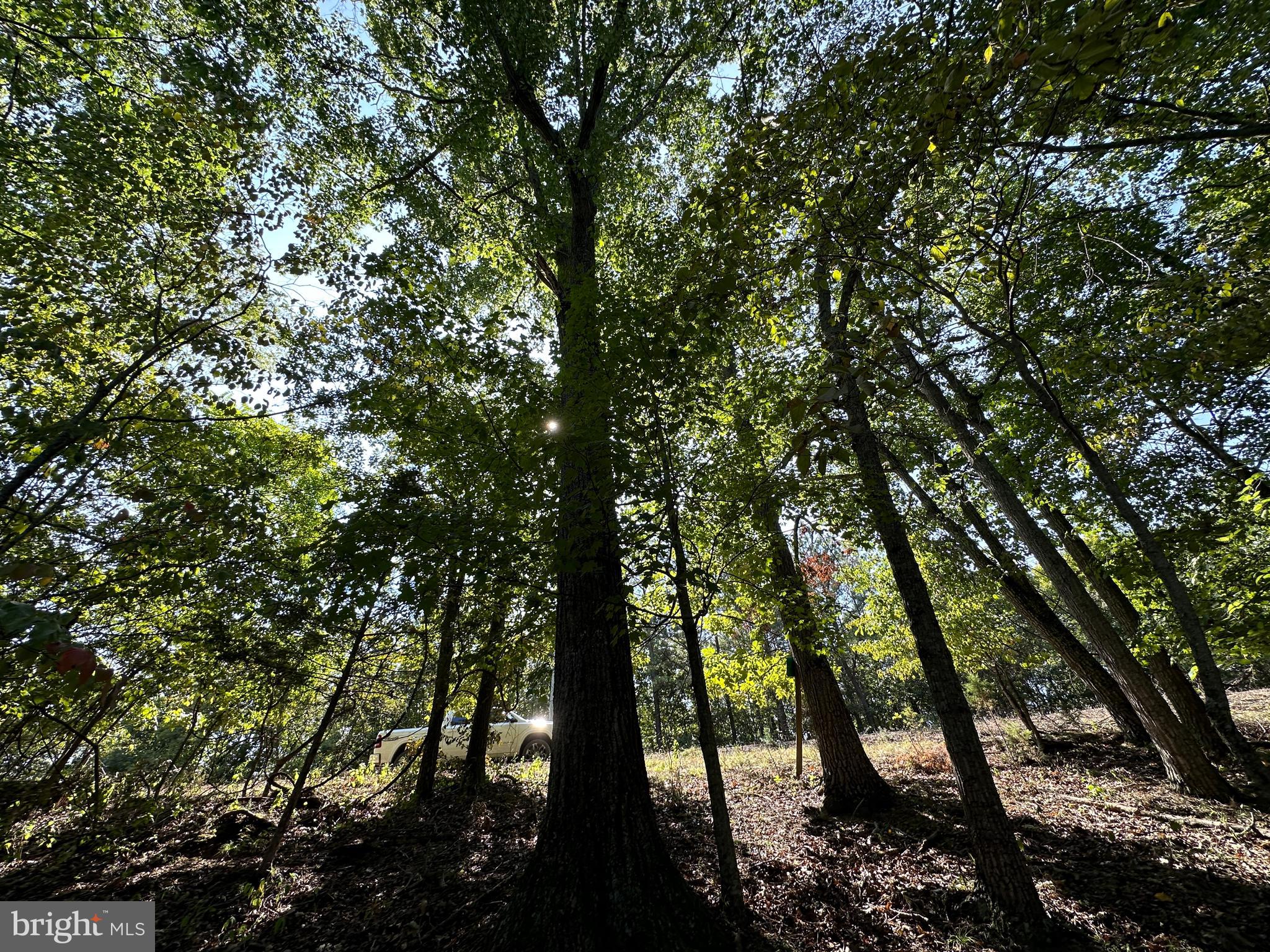 HAMILTON ESTATES - Land