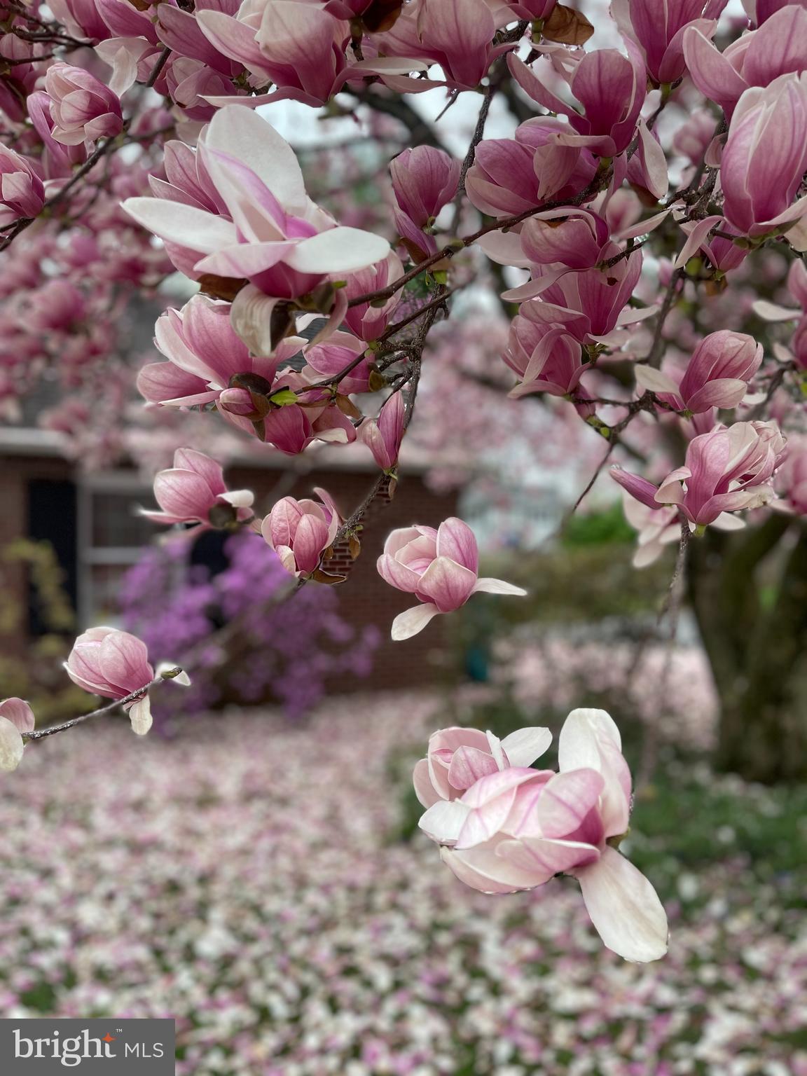 SPRING VALLEY - Residential