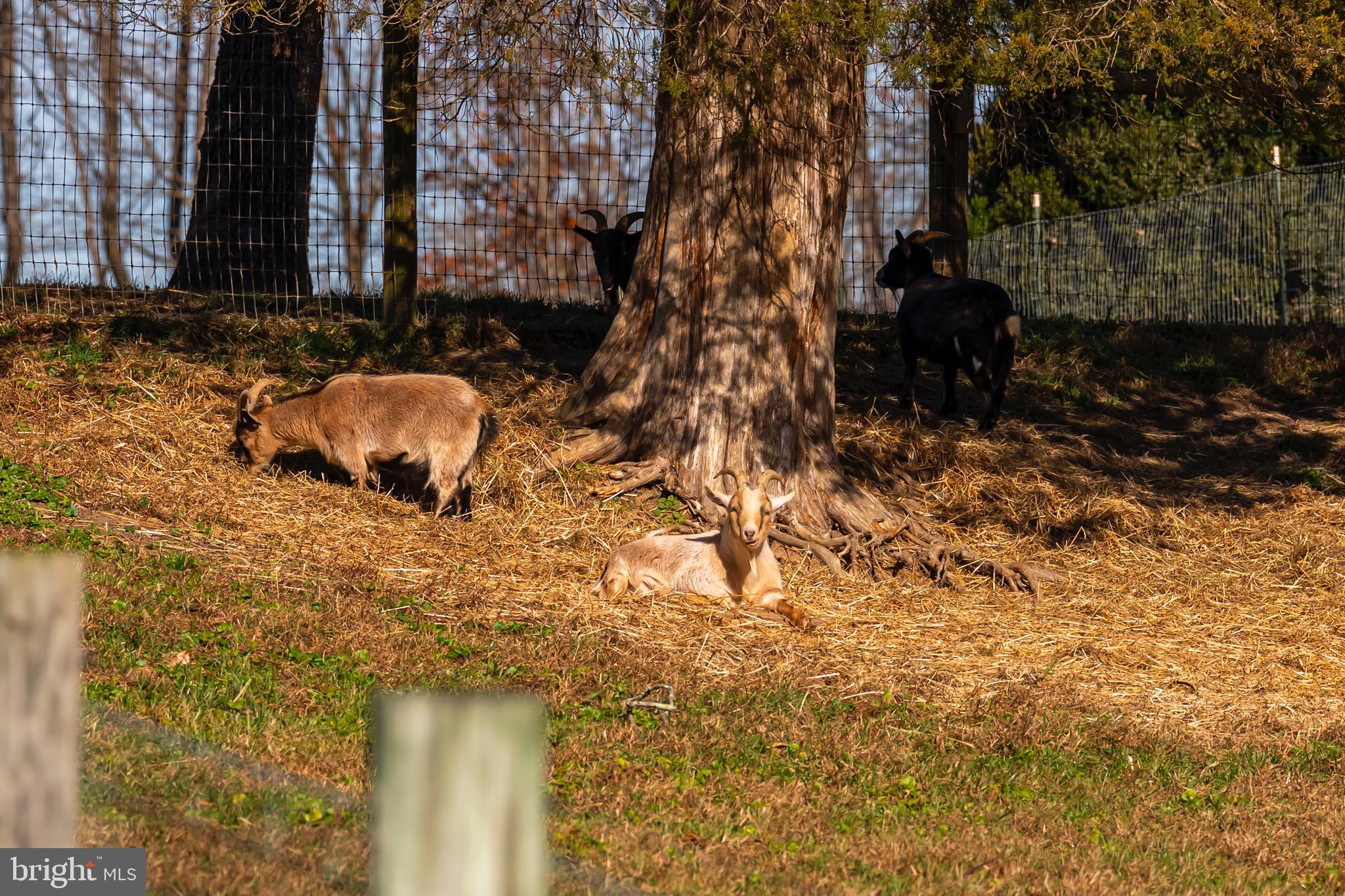 BRANDYWINE - Residential