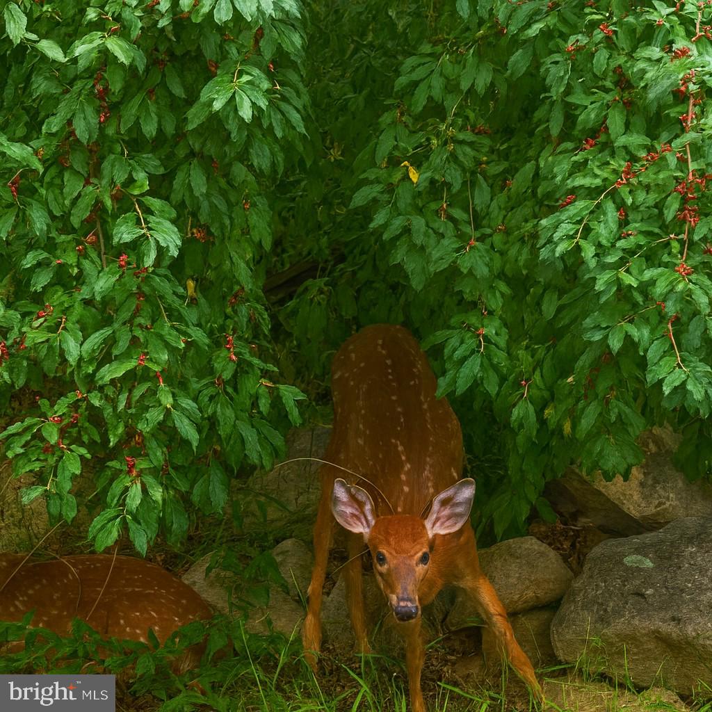 MASSANUTTEN - Residential