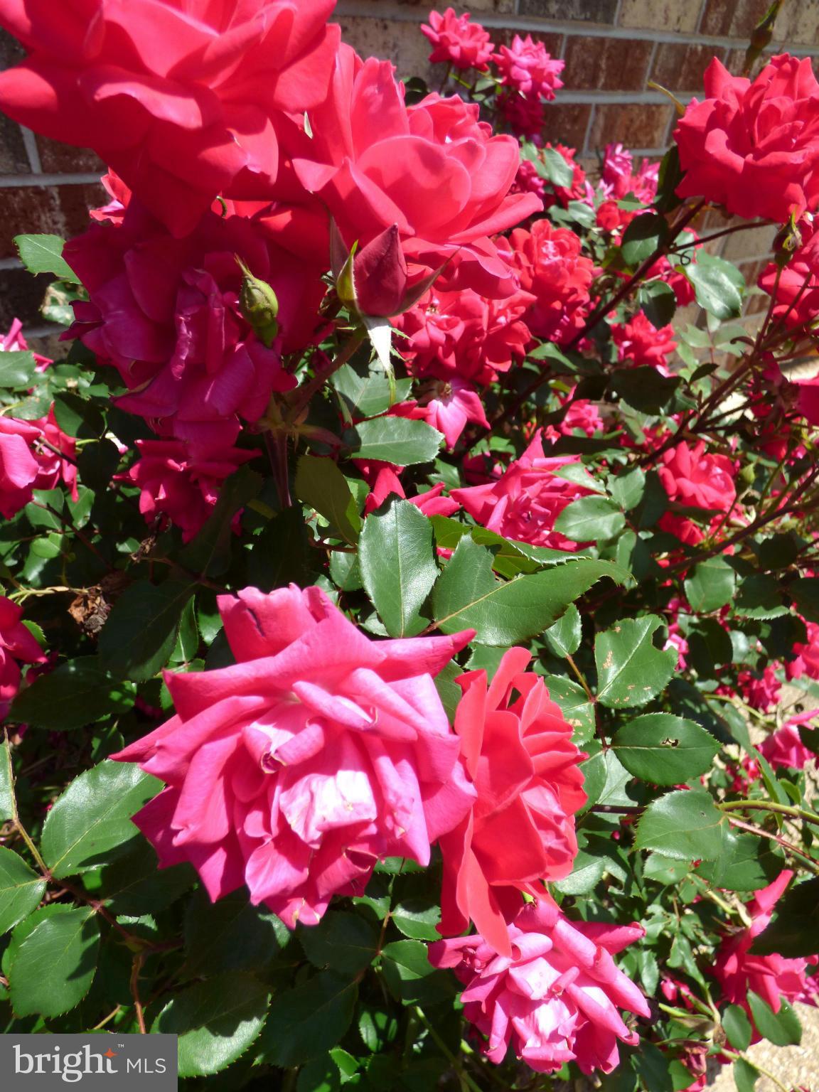 RUSTIC HILLS - Residential