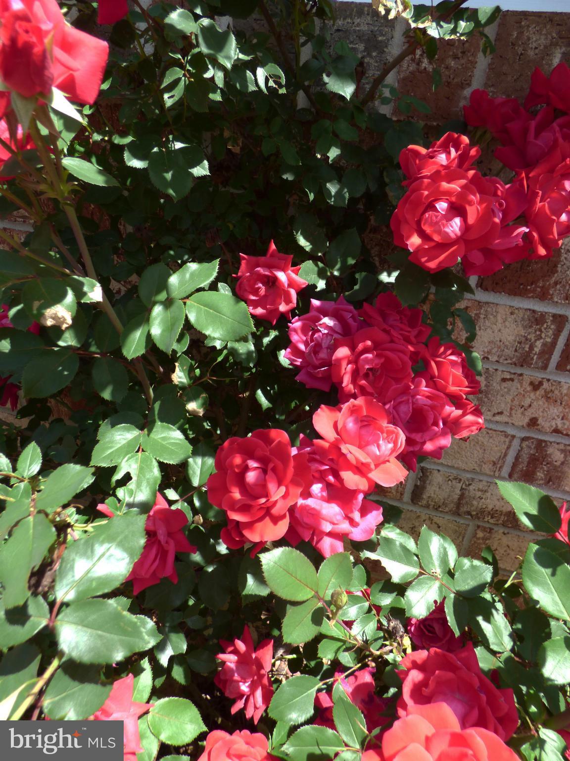 RUSTIC HILLS - Residential