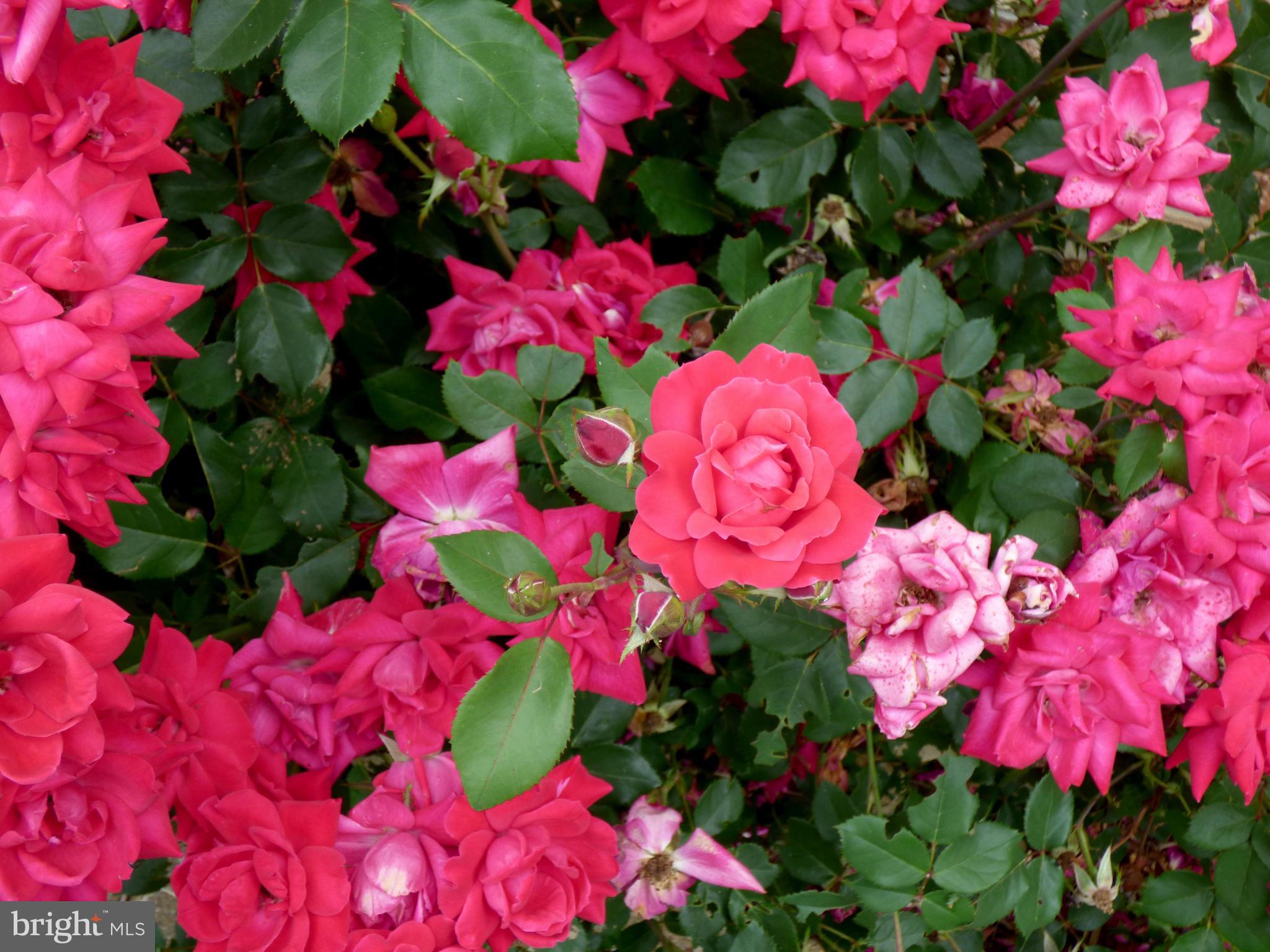 RUSTIC HILLS - Residential