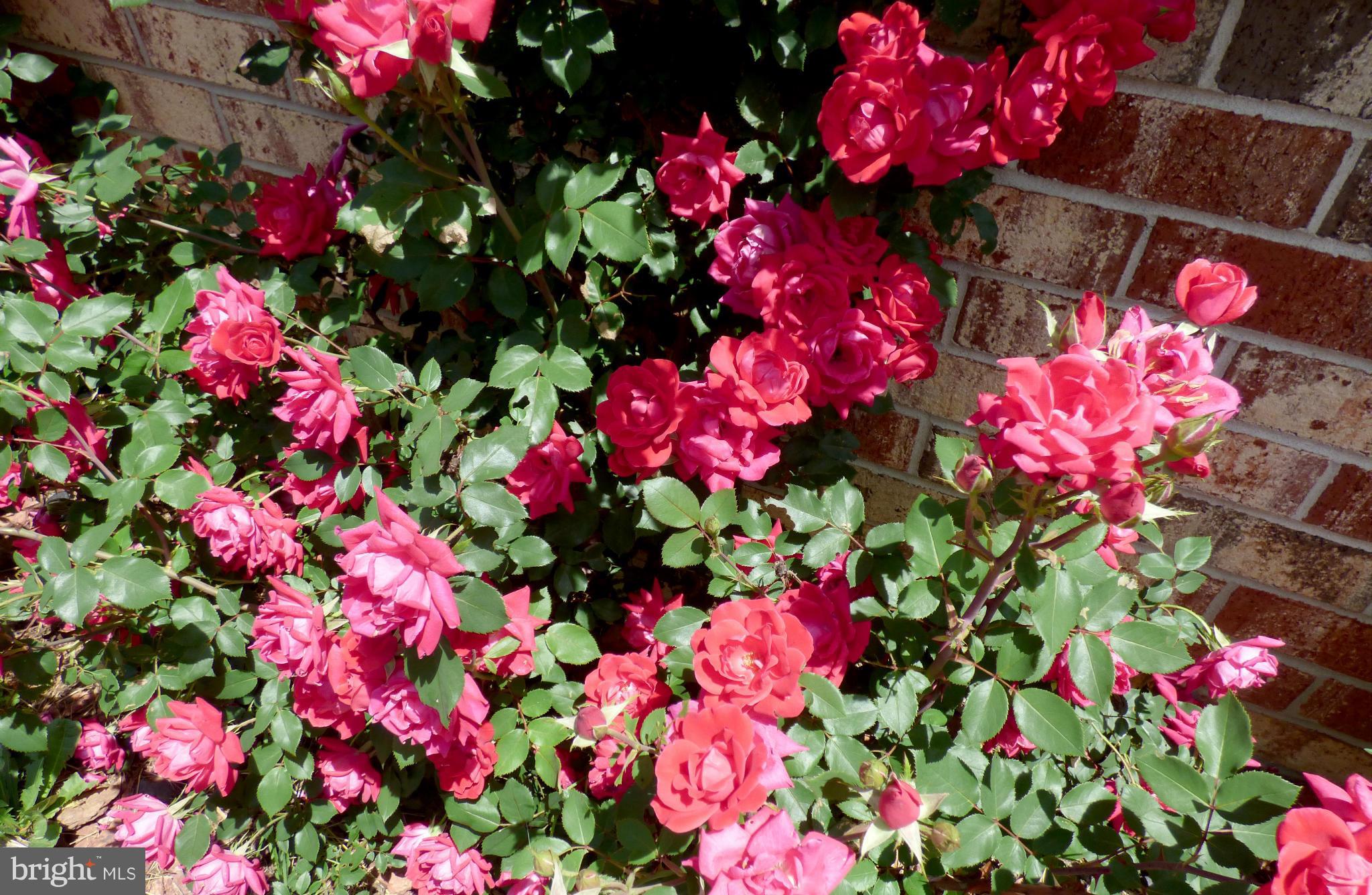 RUSTIC HILLS - Residential