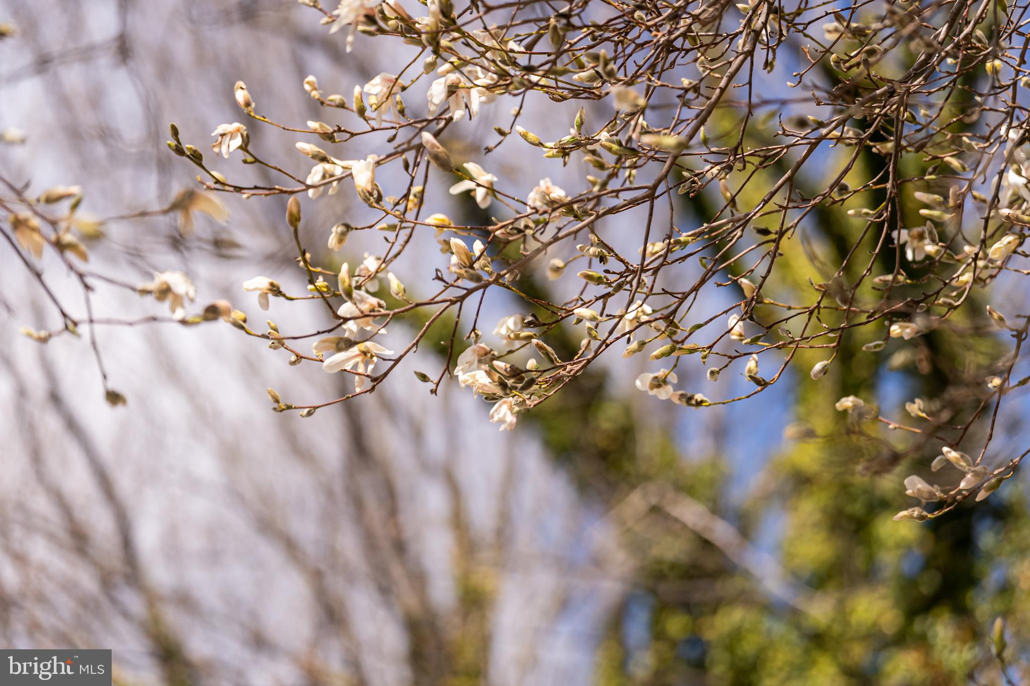 SADDLEBROOK ESTATES - Residential