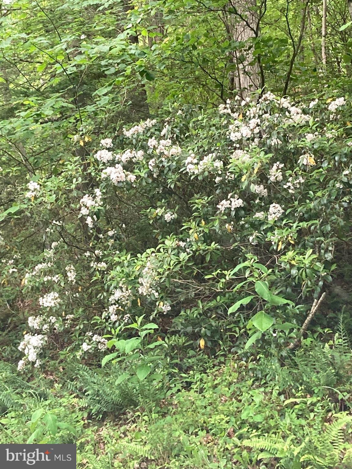 TROUT POND - Residential