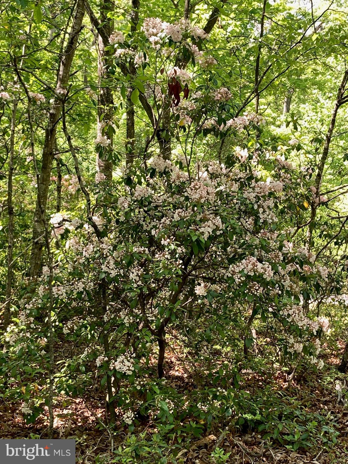 TROUT POND - Residential