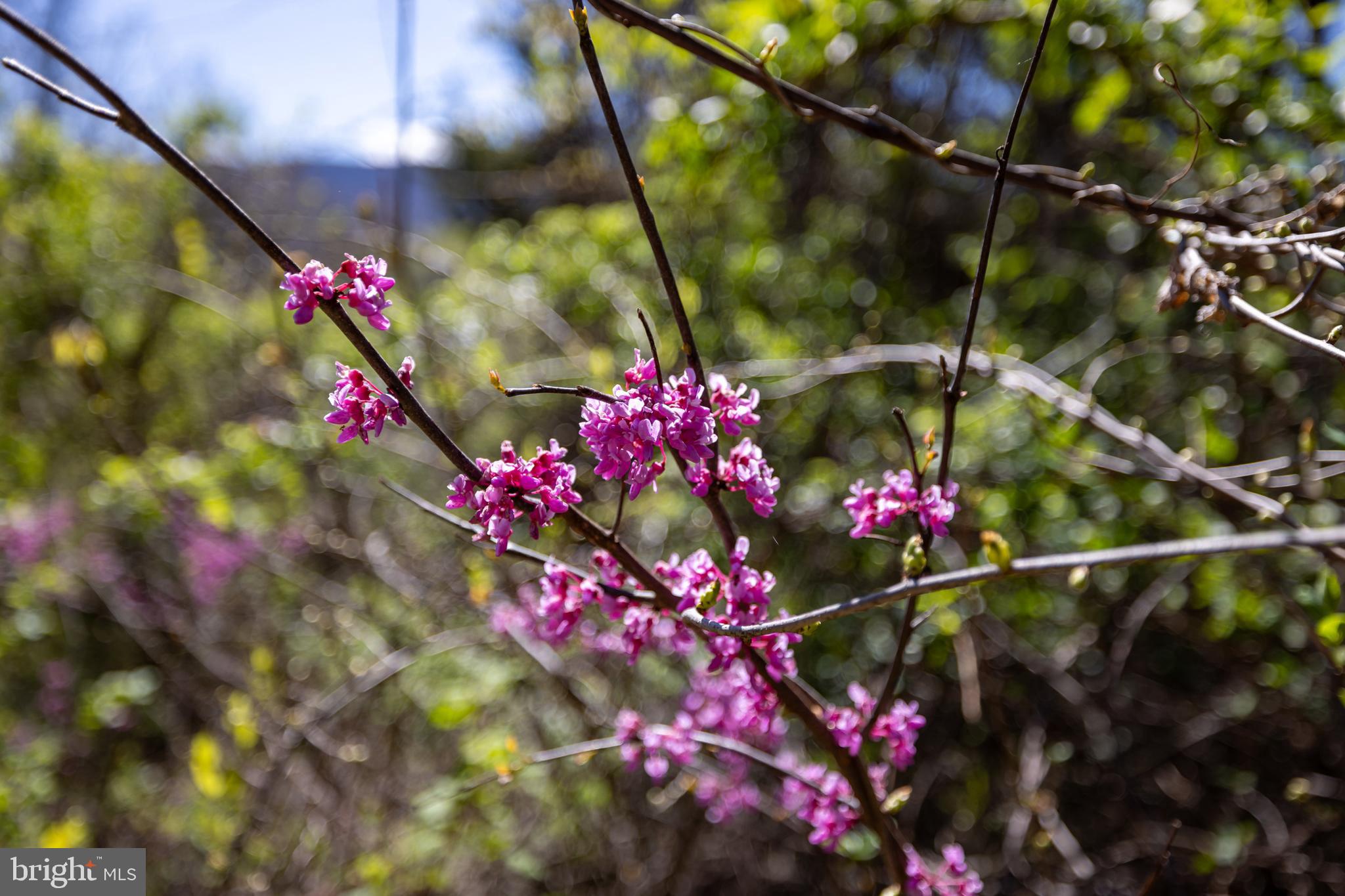 NONE AVAILABLE - Land