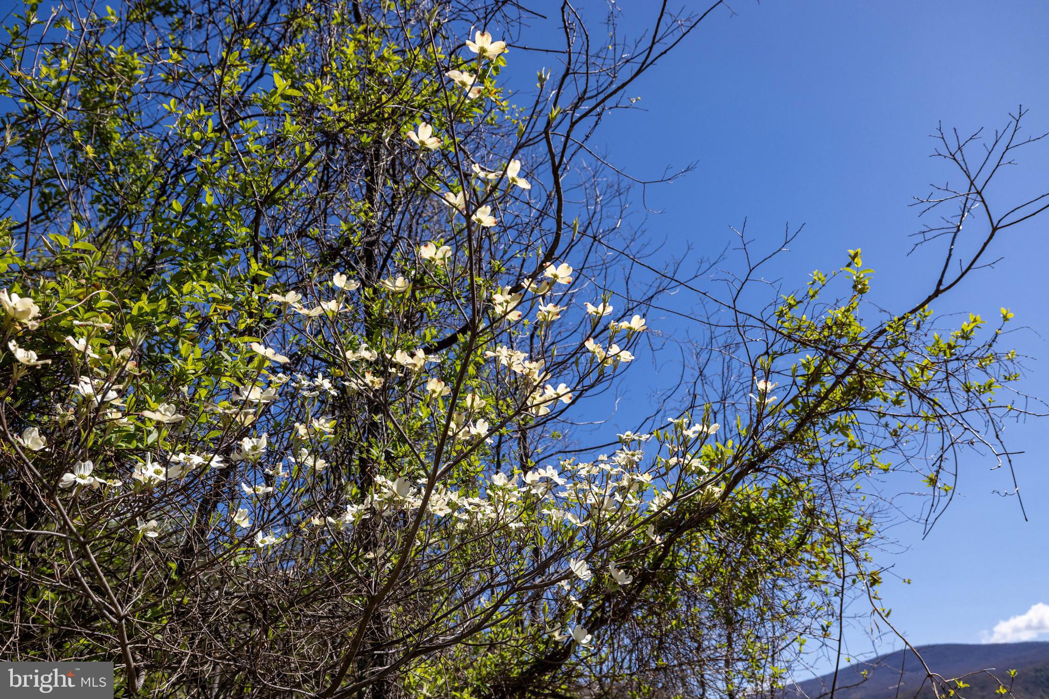 NONE AVAILABLE - Land