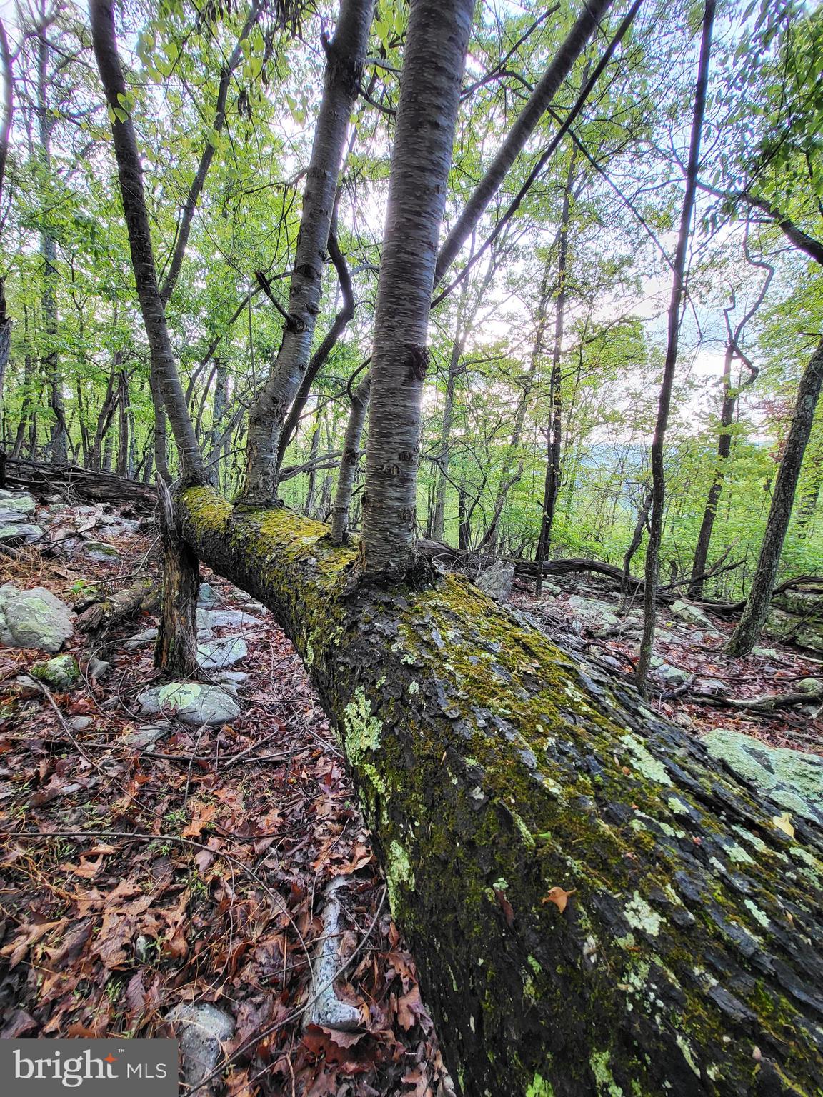 CACAPON HIGHLANDS - Land