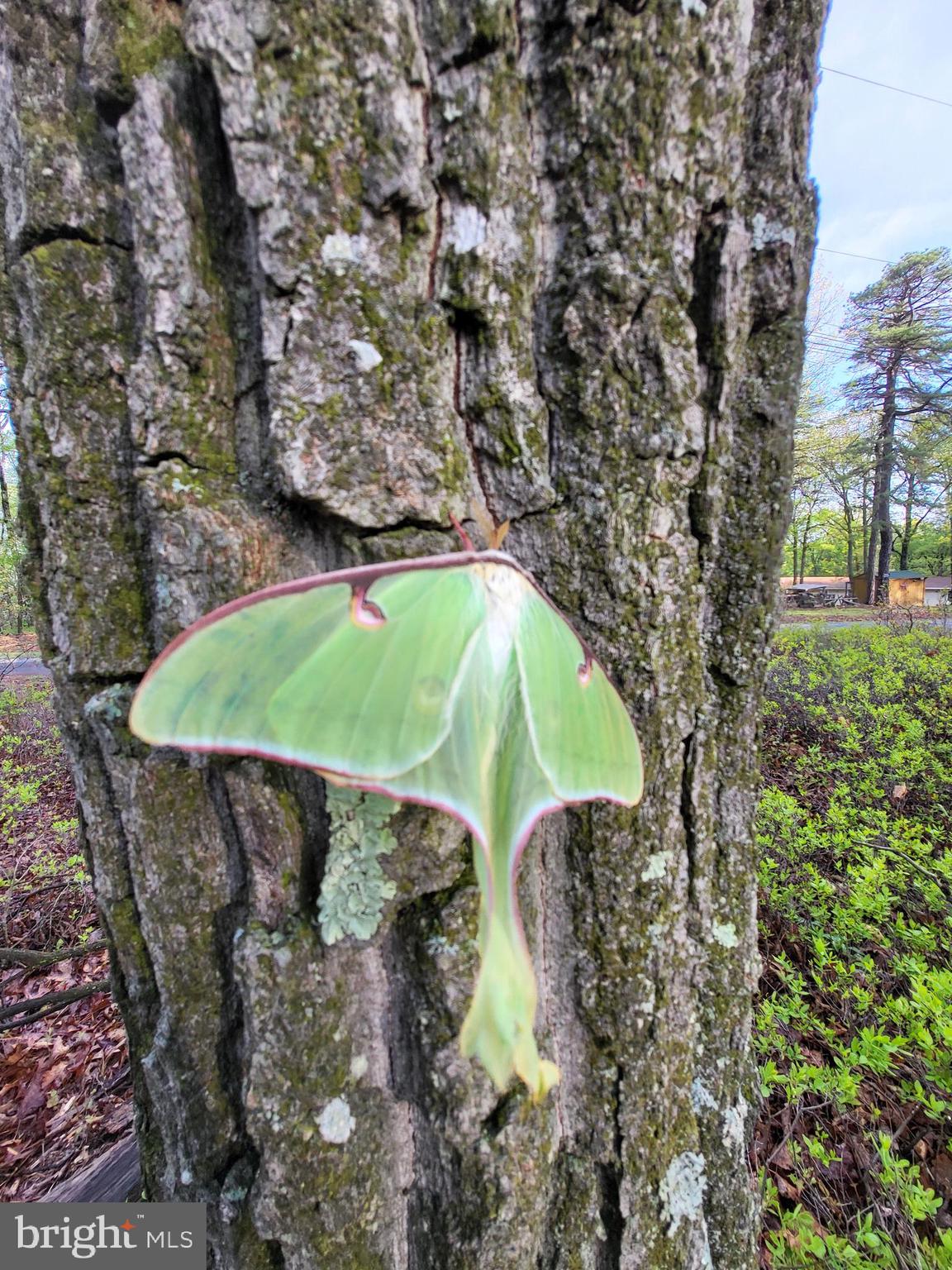 CACAPON HIGHLANDS - Land