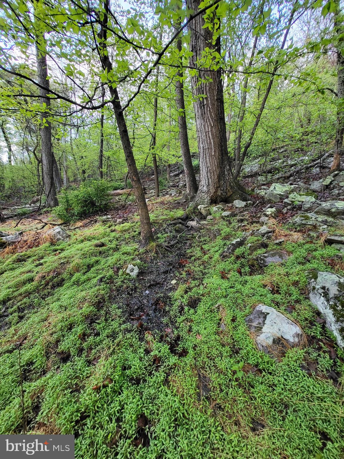 CACAPON HIGHLANDS - Land