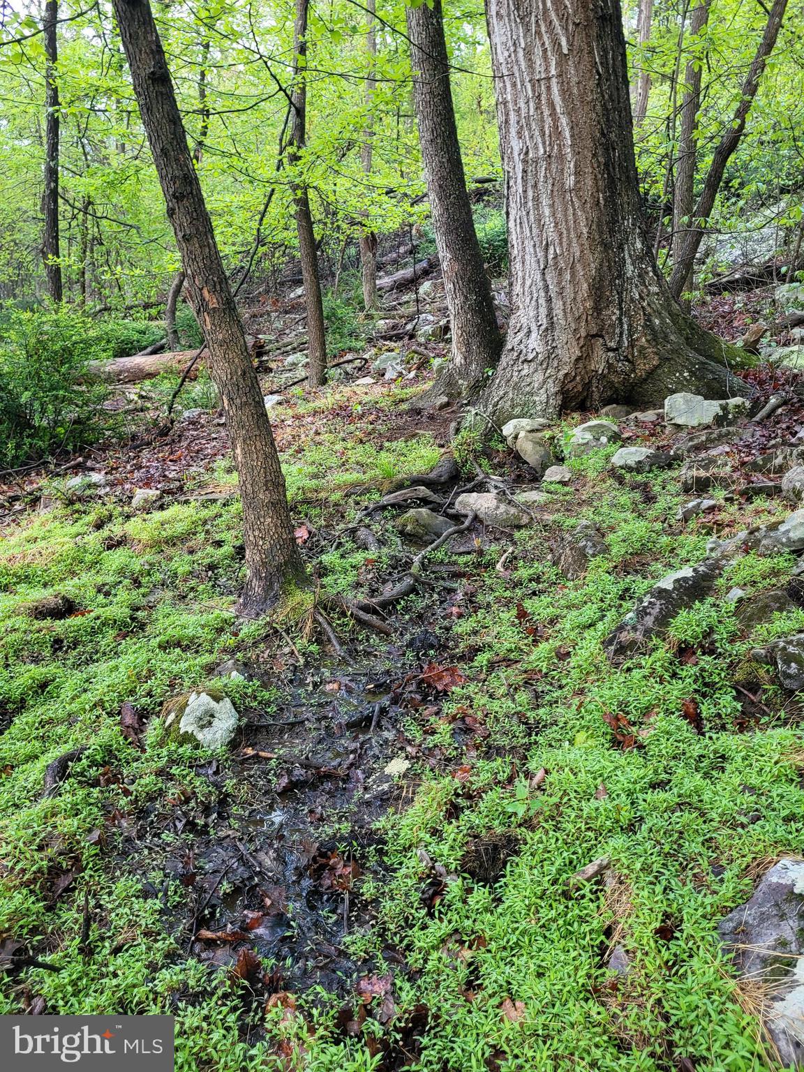 CACAPON HIGHLANDS - Land