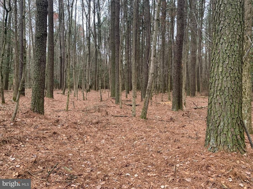 Beautiful @ 50 acre ( tax records say 46 acres , timber appraiser says closer to 55 acres)  of mature timber located in  southwest Wicomico County.   Property borders  a clearcut on one side and a Powerline  and CRP field on the other.  Making it conveniently located between two prime bedding areas for the deer hunting enthusiast.   Saw deer, turkeys, fox and  a lot of squirrels  on the property.  Harvest the mature timber for some cashflow or leave it as it sits for some great hunting.    County says it can potentially be built on but no perc has been completed currently.   Please respect current landowner and surrounding landowners by scheduling an appointment ahead of time before accessing the property