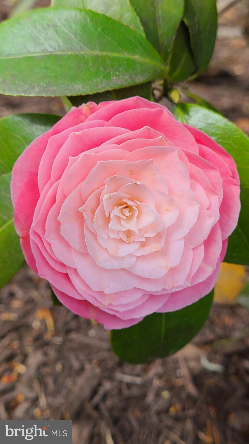 LAKE LOUISE - Residential