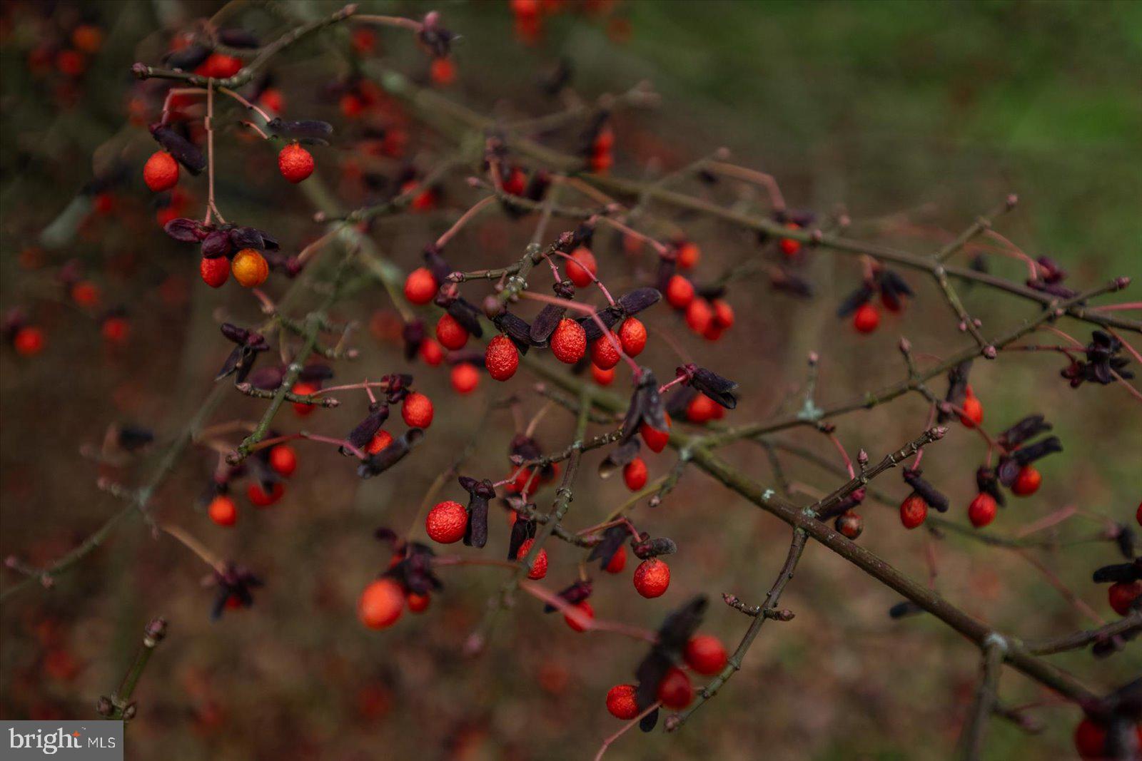 NUTTERS CROSSING - Residential