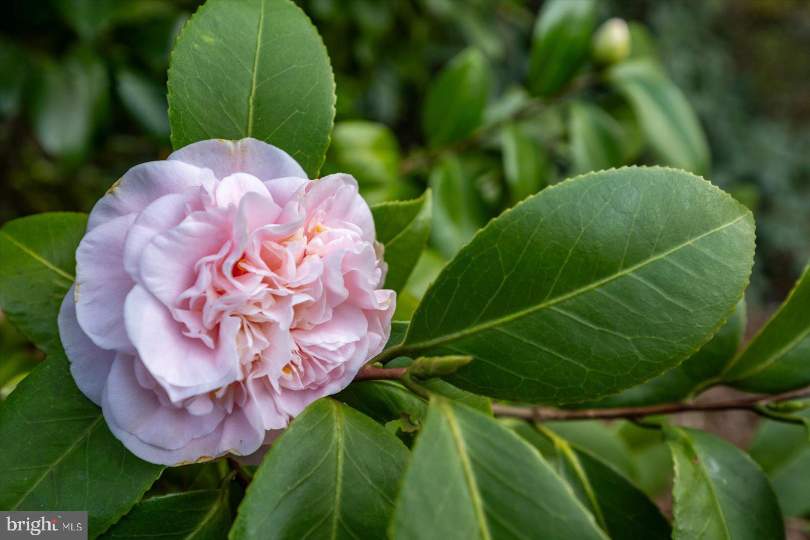 NUTTERS CROSSING - Residential