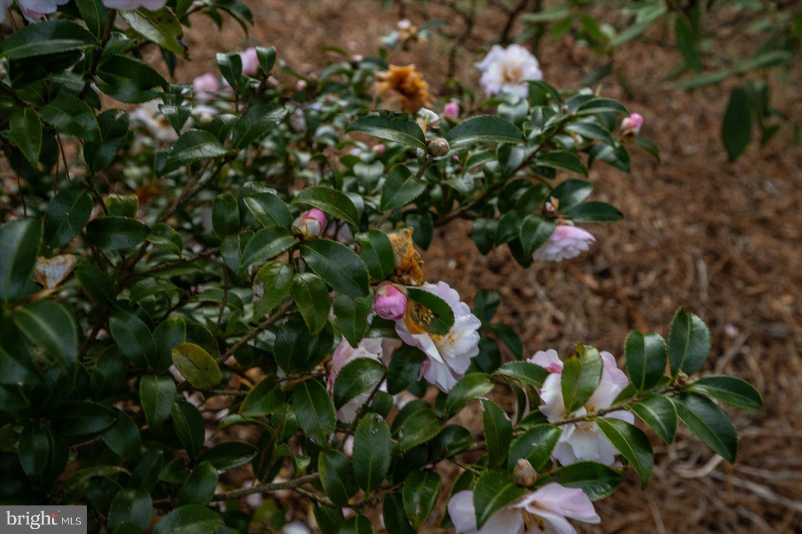 NUTTERS CROSSING - Residential