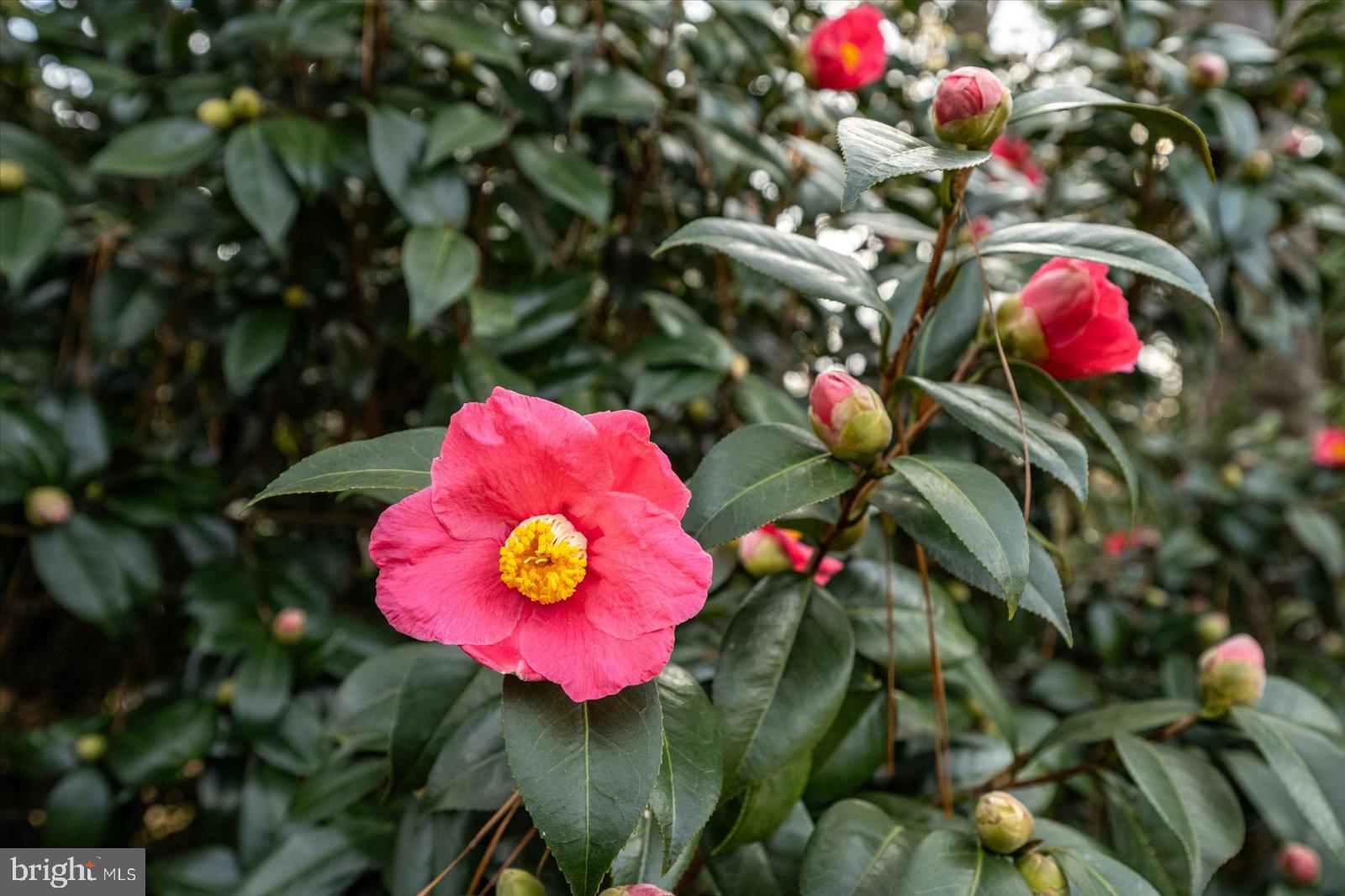 NUTTERS CROSSING - Residential