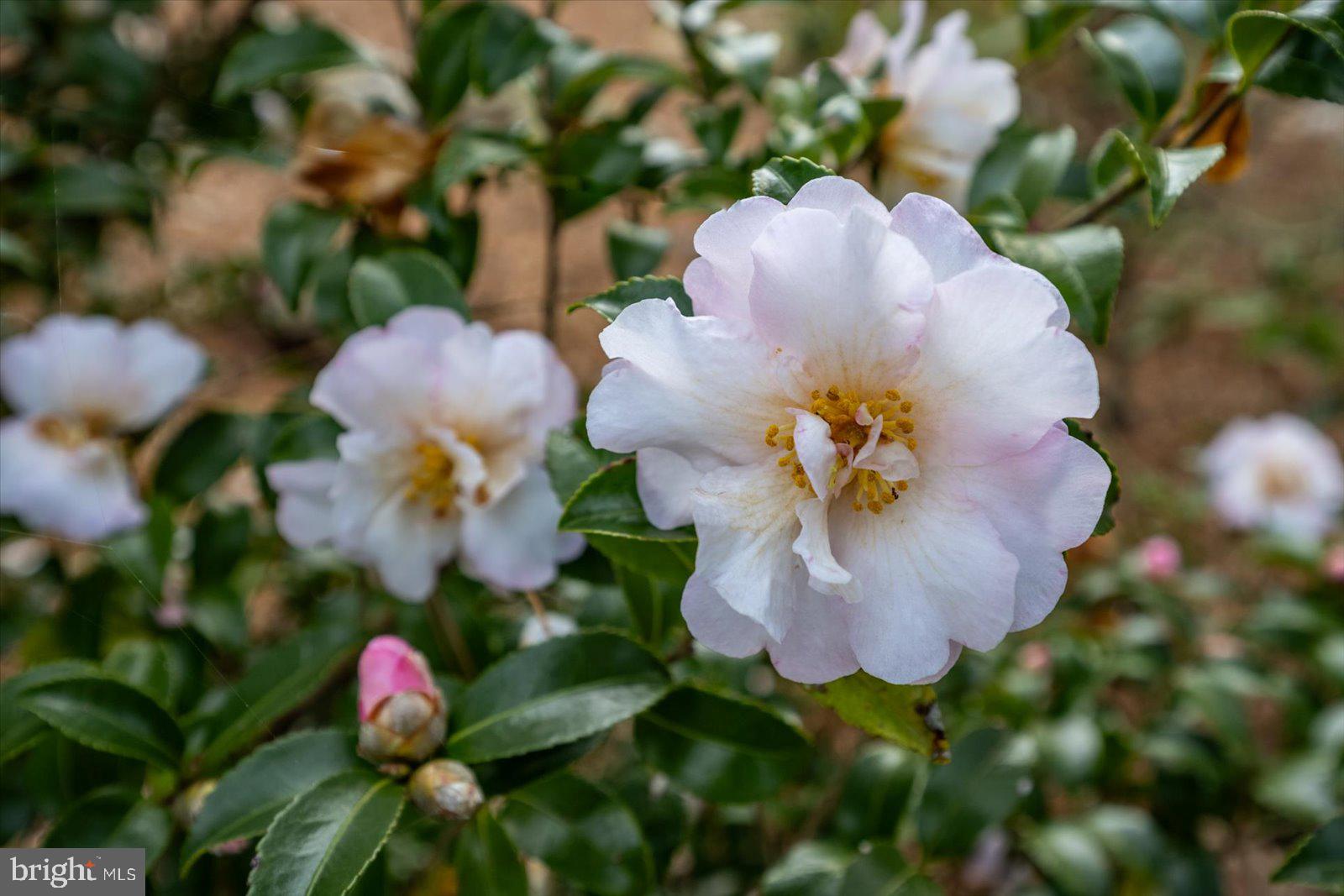 NUTTERS CROSSING - Residential