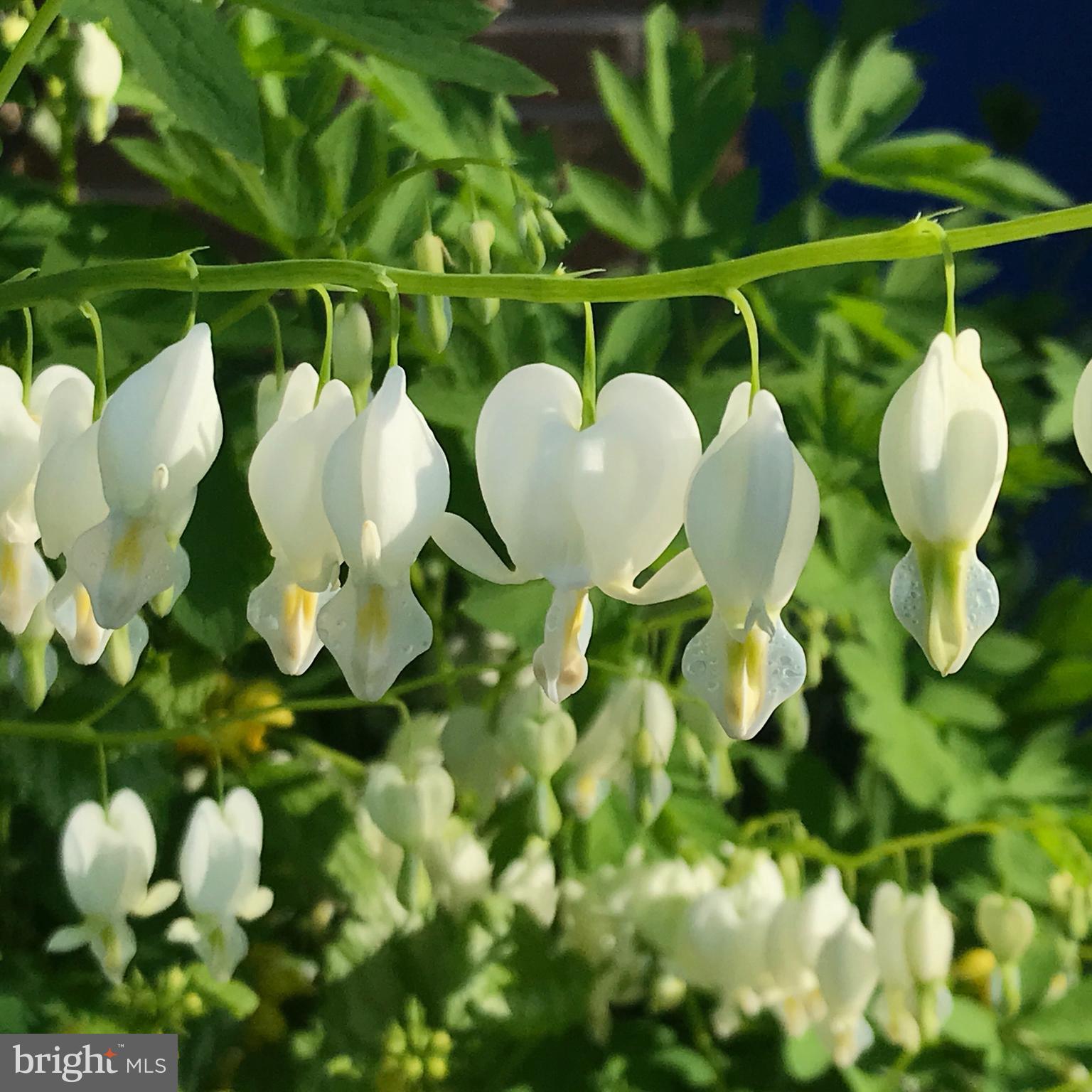 VALLEY VIEW - Residential
