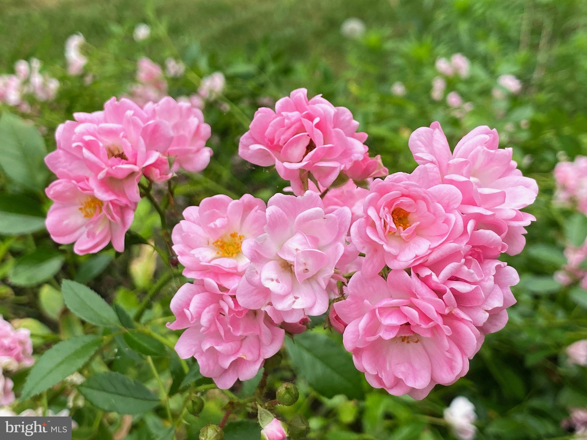 VALLEY VIEW - Residential