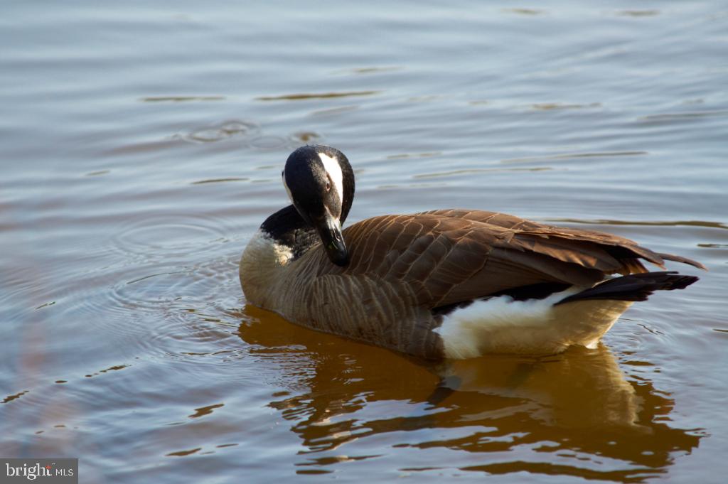 KINGS PARK WEST - Residential