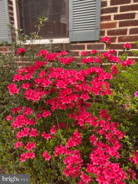 BLUEMONT - Residential