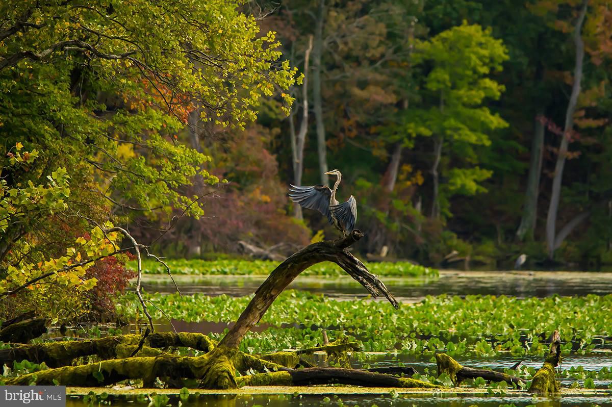 POTOMAC SHORES - Residential