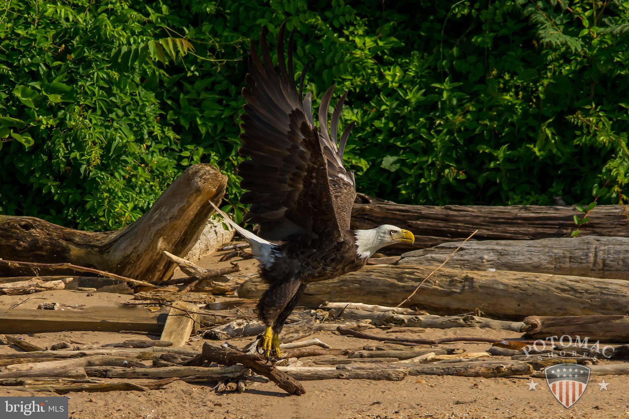 POTOMAC SHORES - Residential