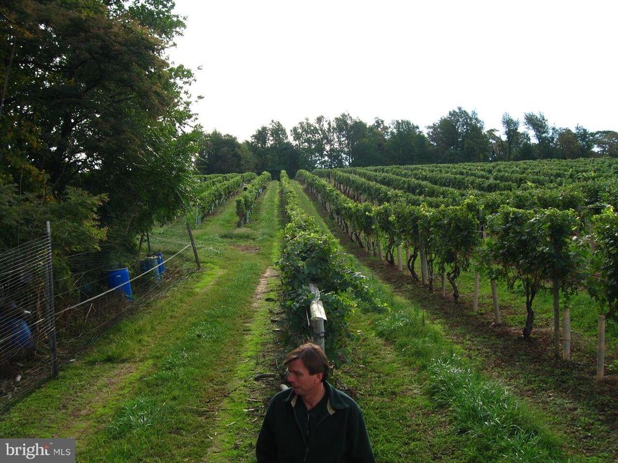 ELK RUN VINEYARDS WITH DELICIOUS WINES. THE ESTABLISHED WINERY ON 6.9 ACRES IN NOT FOR SALE. BUT, IT MAY GO FOR SALE IN THE FUTURE.  Property conveys with established  vines.  THE YIELD CHANGES YEARLY.  Total acreage 35.16-acres.  Elk Run Vineyards is nestled in the rolling hills of Frederick County surrounded by dairy and horse farms and fields of wheat and corn. The name   Soils of schist and shale allow for deep roots and good drainage. Seven to eight hundred feet elevations help keep the vineyard safe from frost danger. Warm days and cool nights preserve the fruity character in the vines. Practicing sustainable agriculture, close spacing and great attention to crop levels allow the wine maker to create wines of varietal character, structure, balance and good color.  Using a rather detailed rating system requiring tiny writing, With so many wines available, Family owned vineyard! A gorgeous location to build your dream home! There are 20 acres in  vines. In 2022 the vines produced 3 tons of grapes per acre.  The vines are Chardonnay, Merlot, Riesling, Cabernet Sauvignon and Syrah.  The vines are planted 3 feet apart and 1200 vines per acre.  The vines are 22 years plus old.  2022 Was an excellent year with plentiful of crops. There is 5 Acres of open space.  10 Acres to place a home.  Please contact Frederick County Permits, Zoning, ETC., and do your due diligence plus study period.  The vineyard is in agricultural use.  Elk Run Vineyards is entirely fenced.