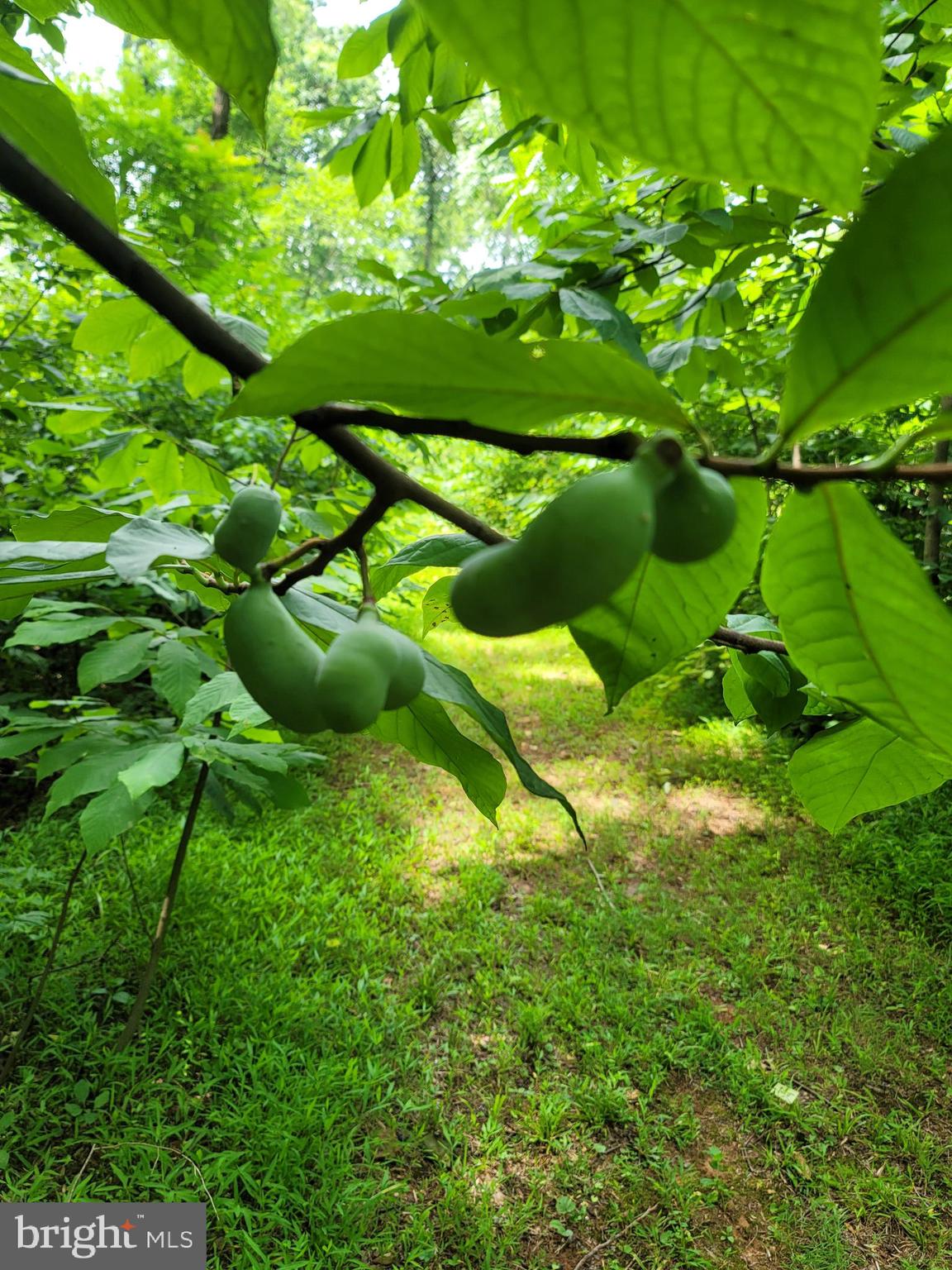 MOUNT PLEASANT EST - Residential