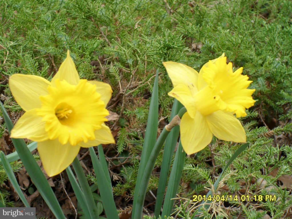 SHANNONDALE - Residential