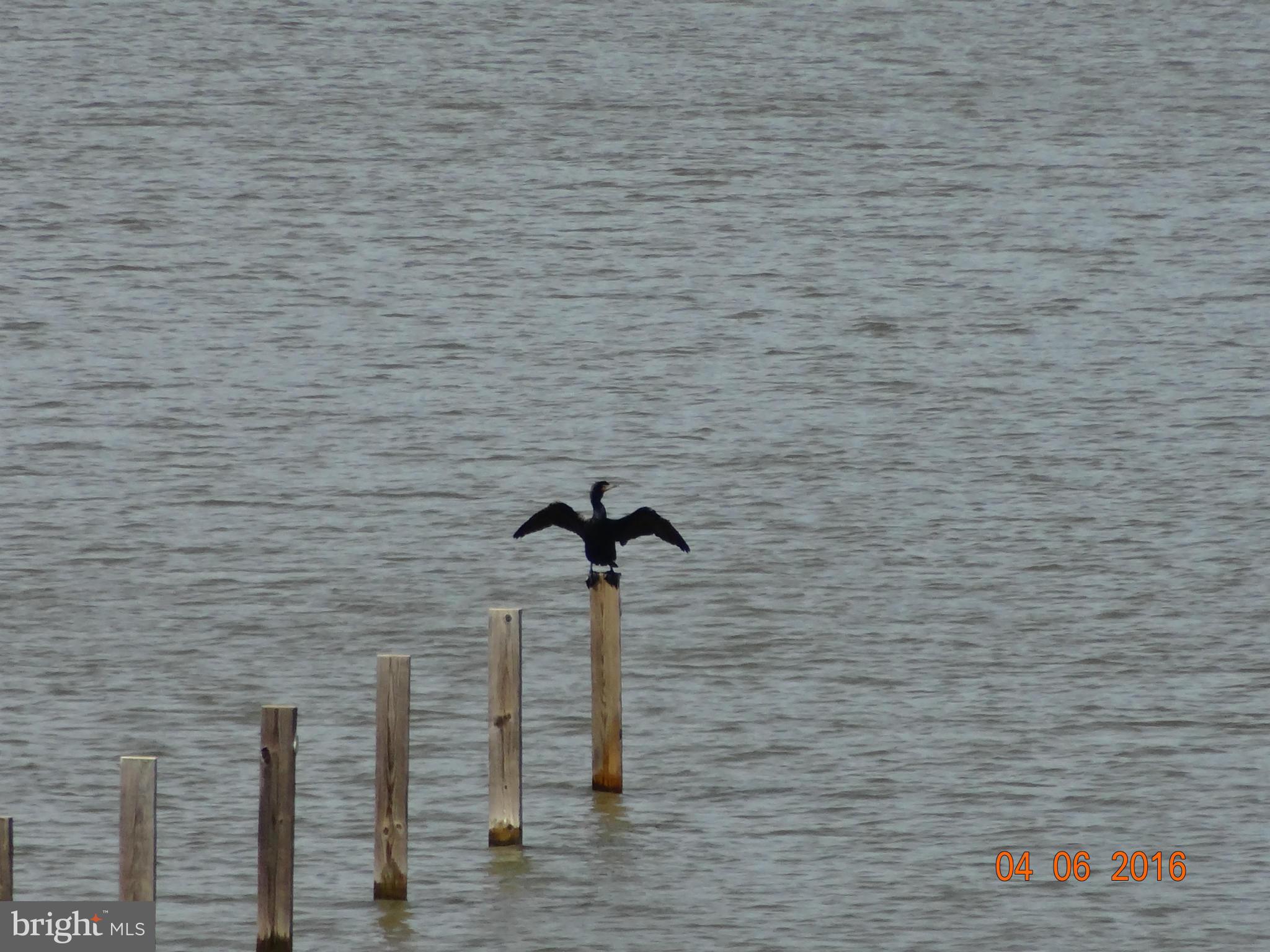 BLUE RIDGE SHORES - Residential