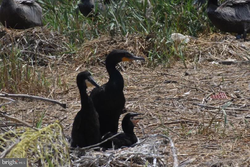 SMITH ISLAND - Residential