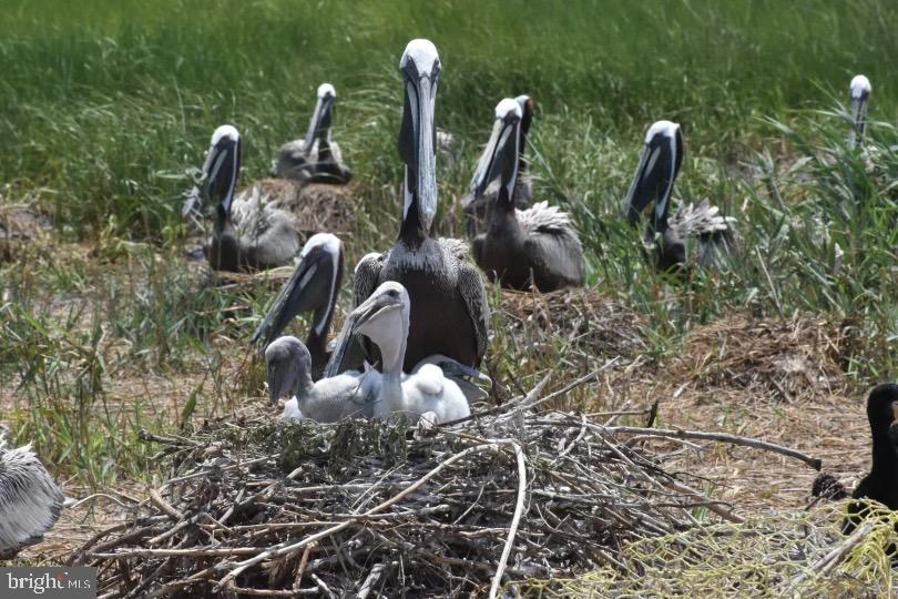 SMITH ISLAND - Residential