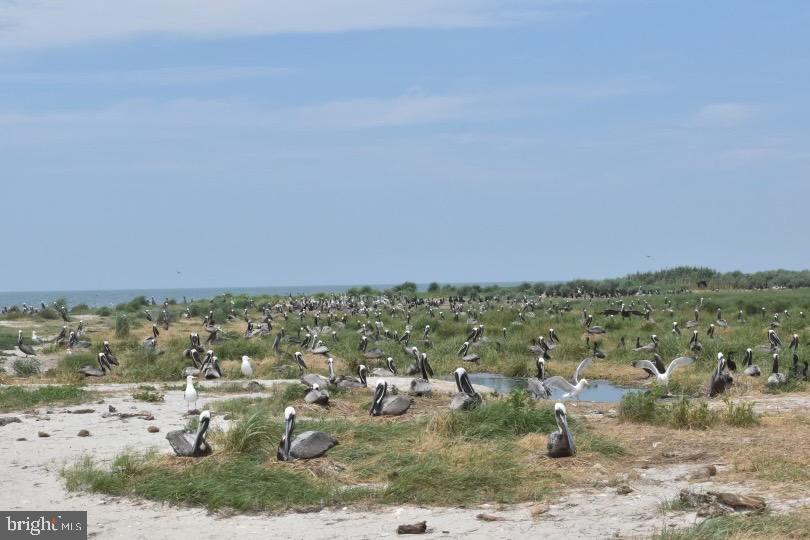 SMITH ISLAND - Residential