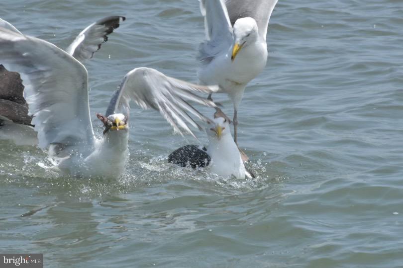 SMITH ISLAND - Residential