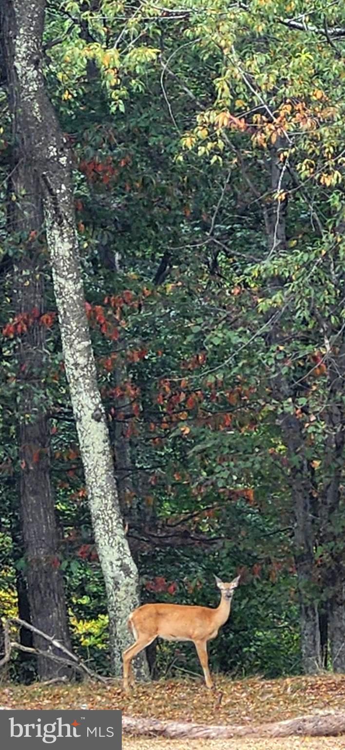 LOST MOUNTAIN - Land