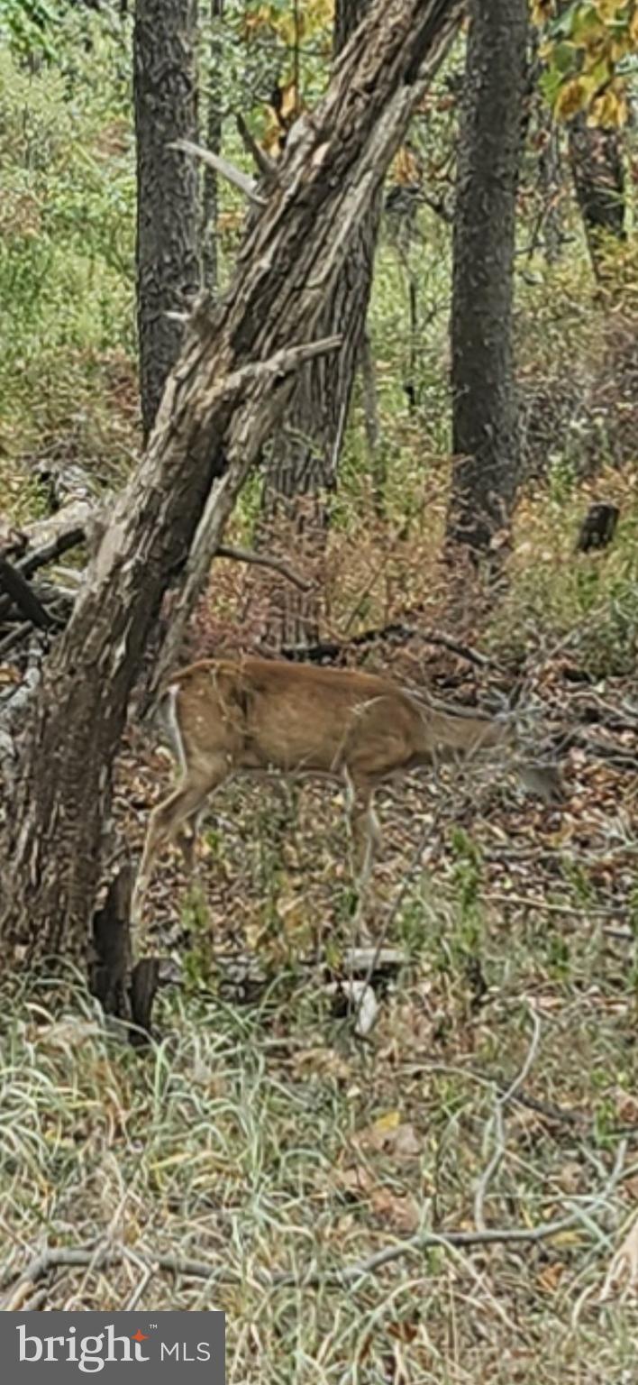 LOST MOUNTAIN - Land