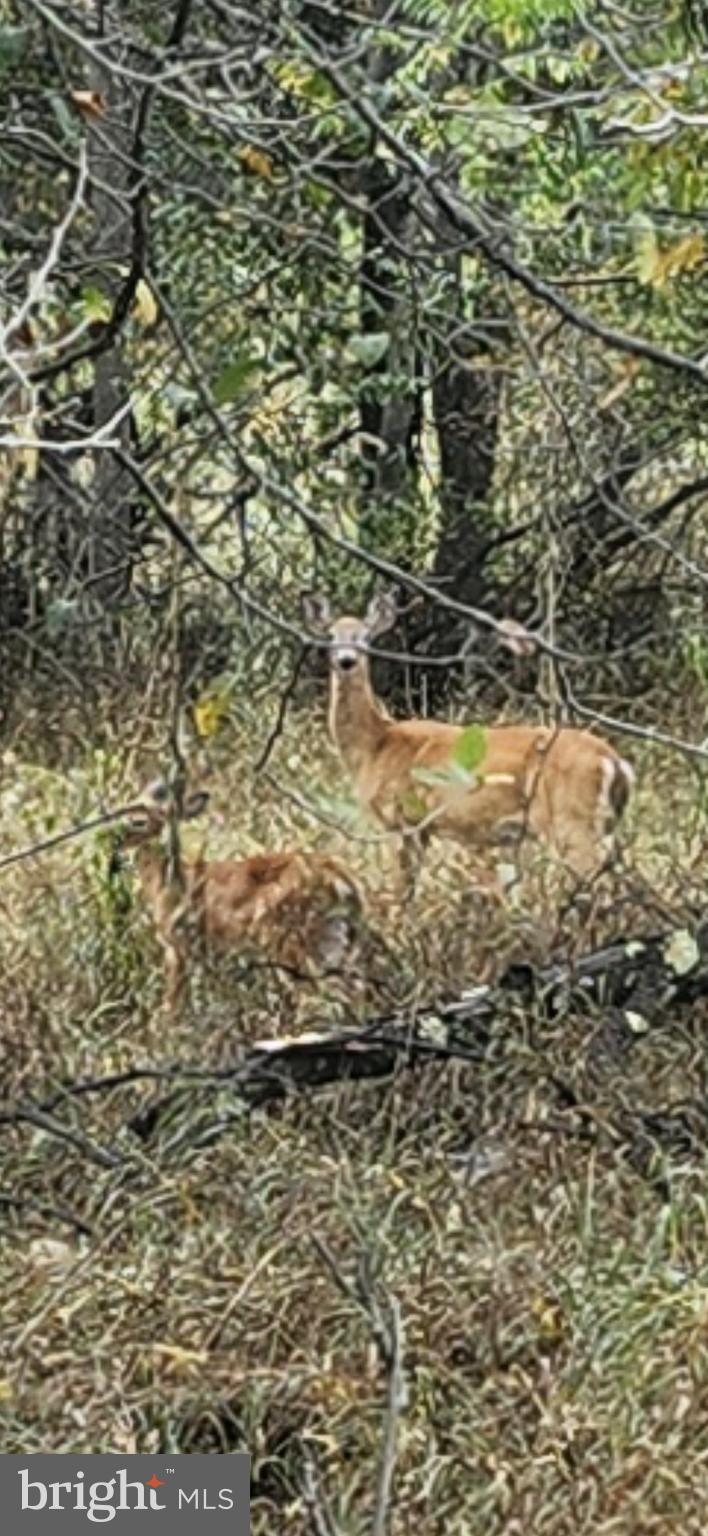 LOST MOUNTAIN - Land