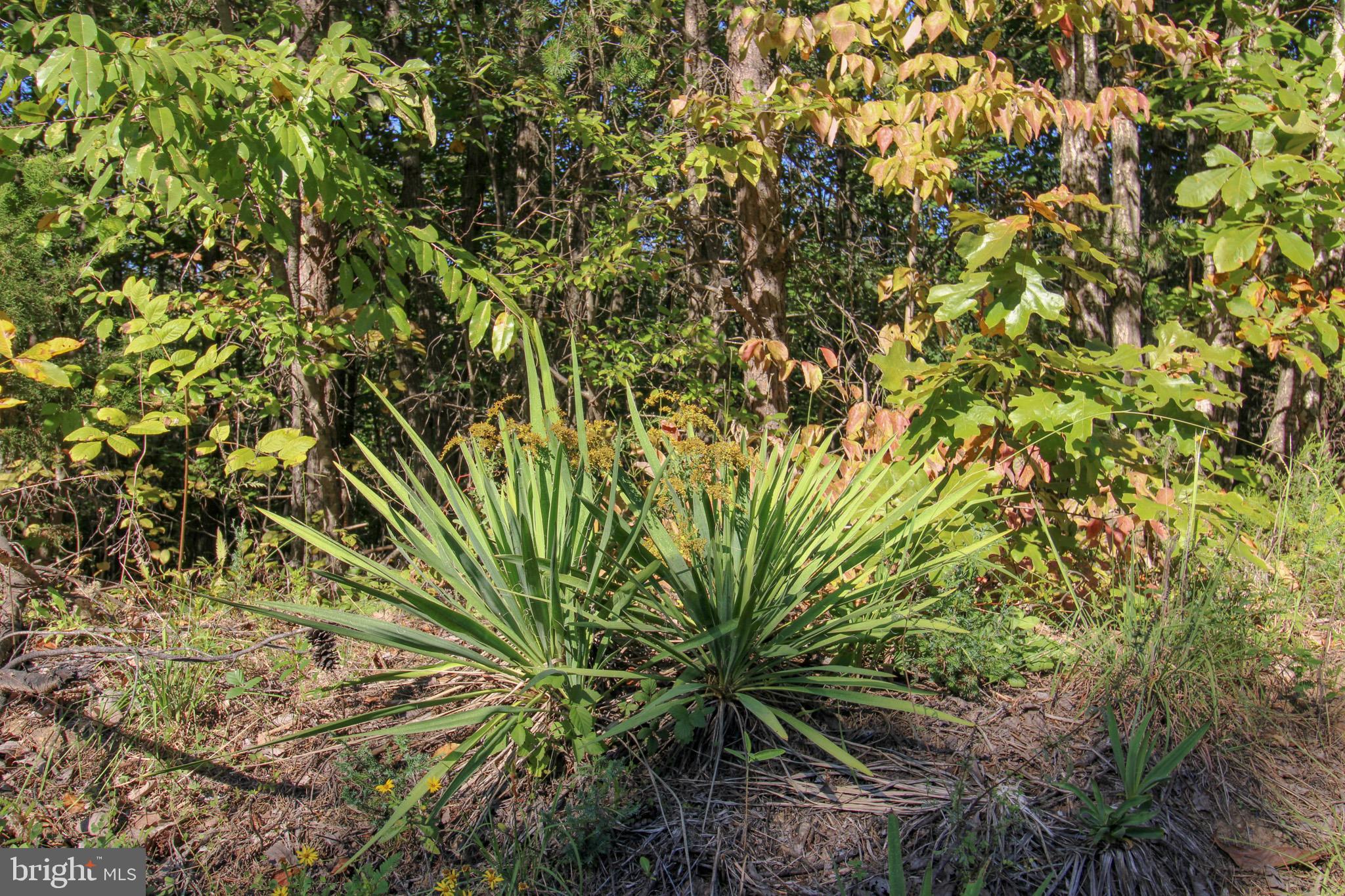 TBD ROARK MILL ROAD LOT 3