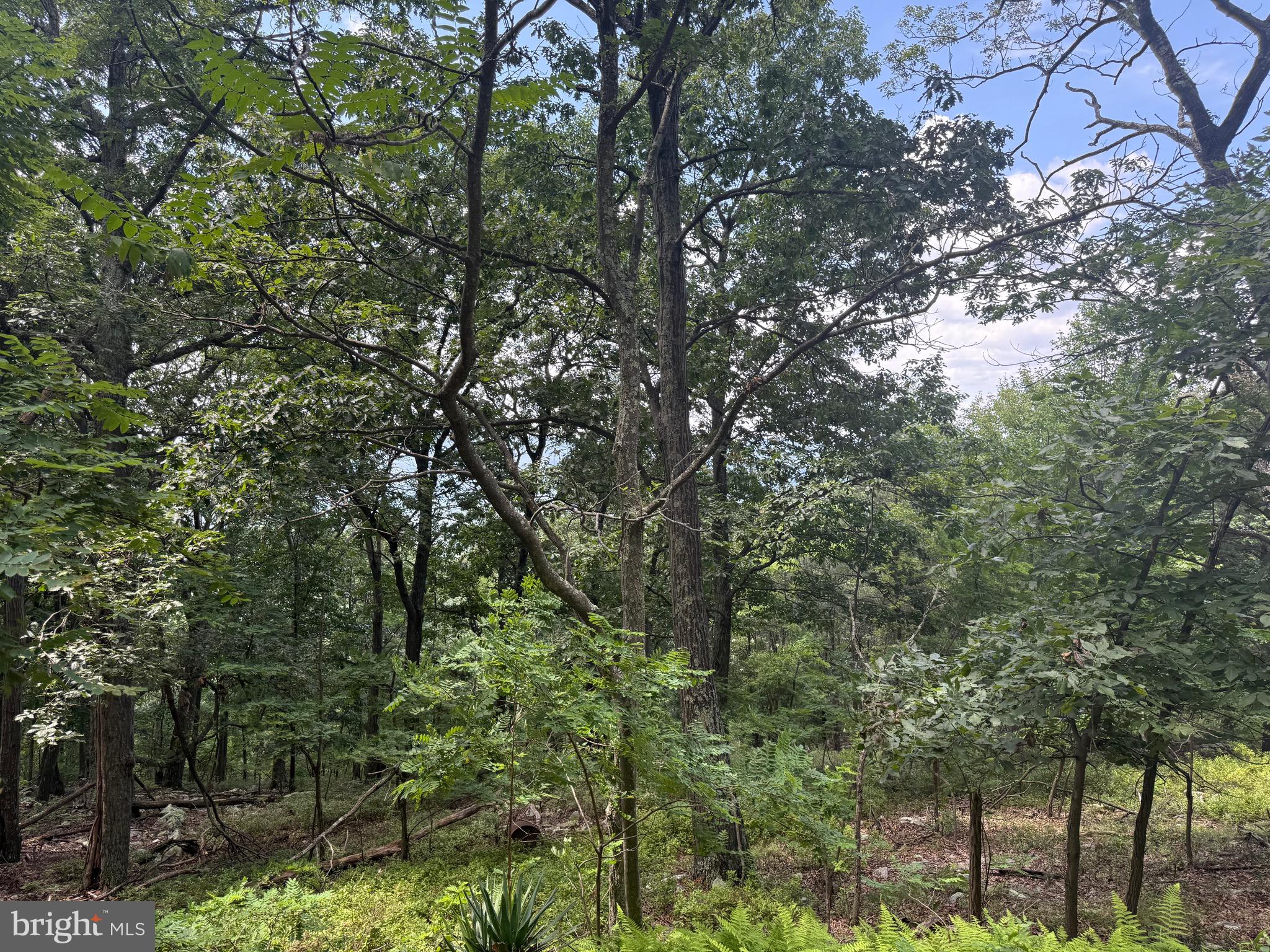 POTOMAC VALLEY VISTA - Land