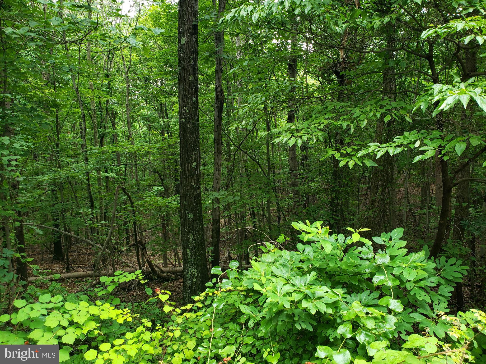 POTOMAC WOODS - Land