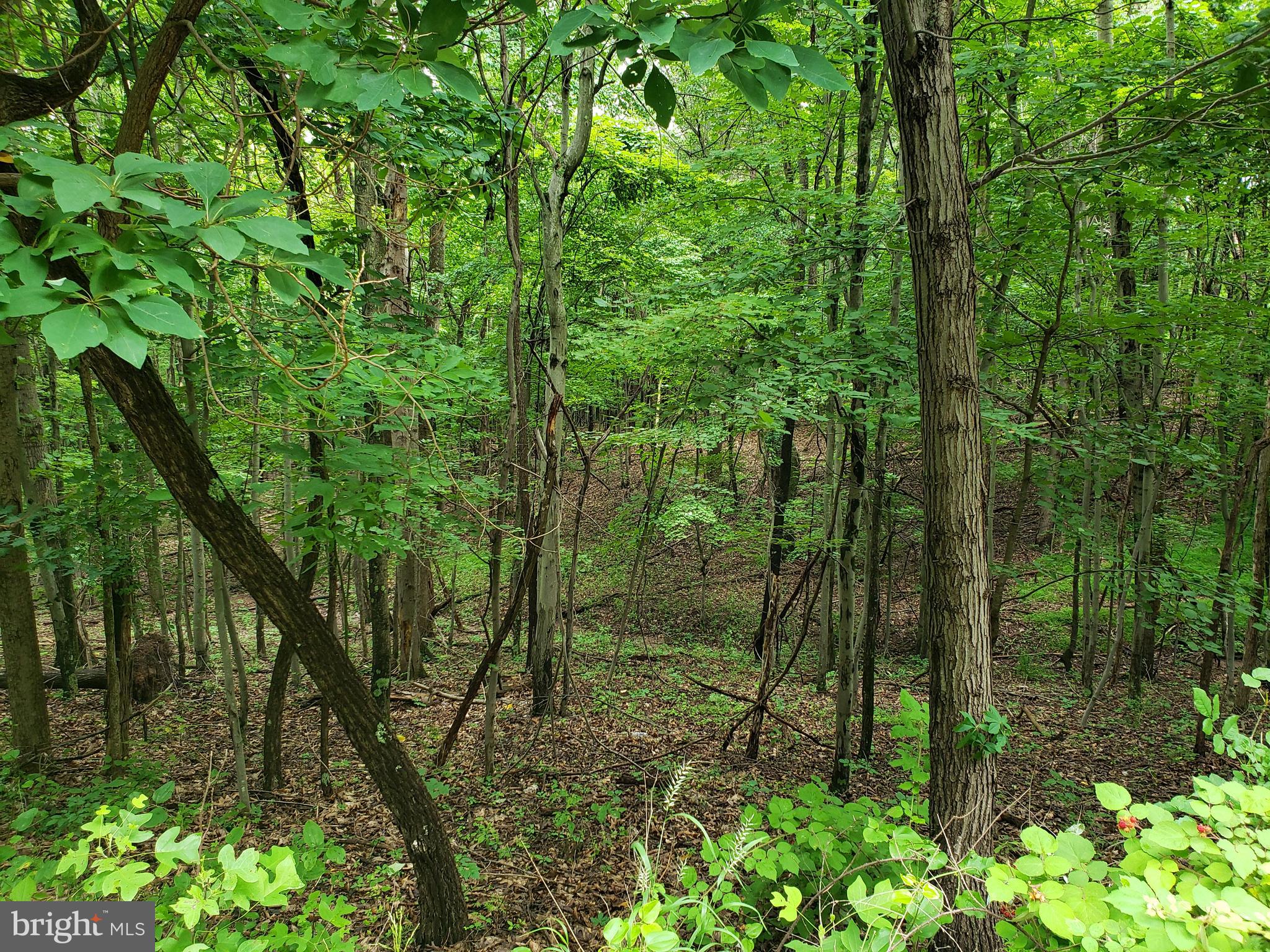 POTOMAC WOODS - Land